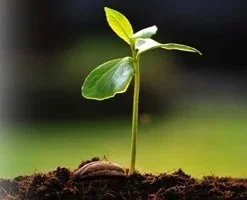 Fruitful soil: why planned giving matters