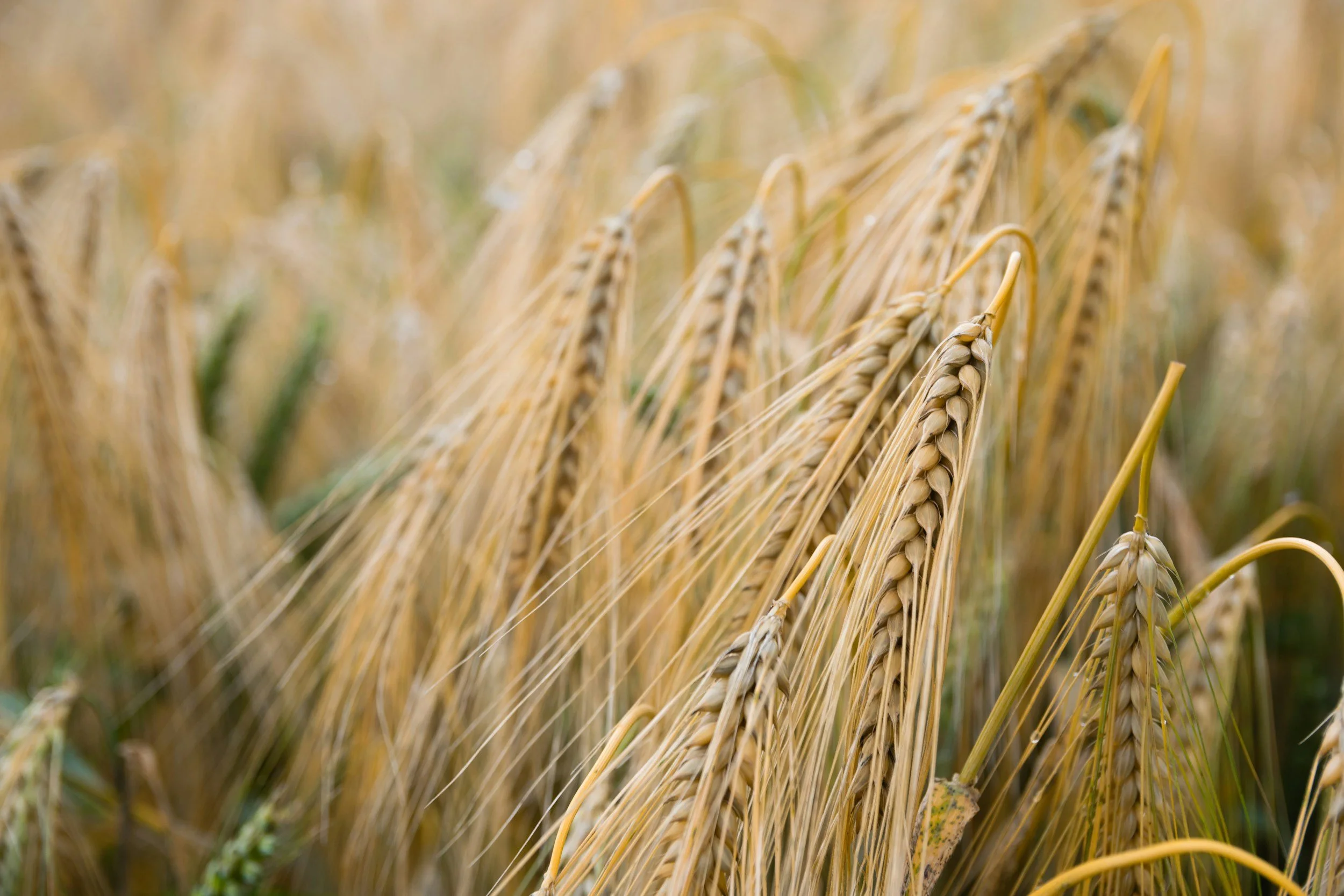 Stalks of corn in a field
