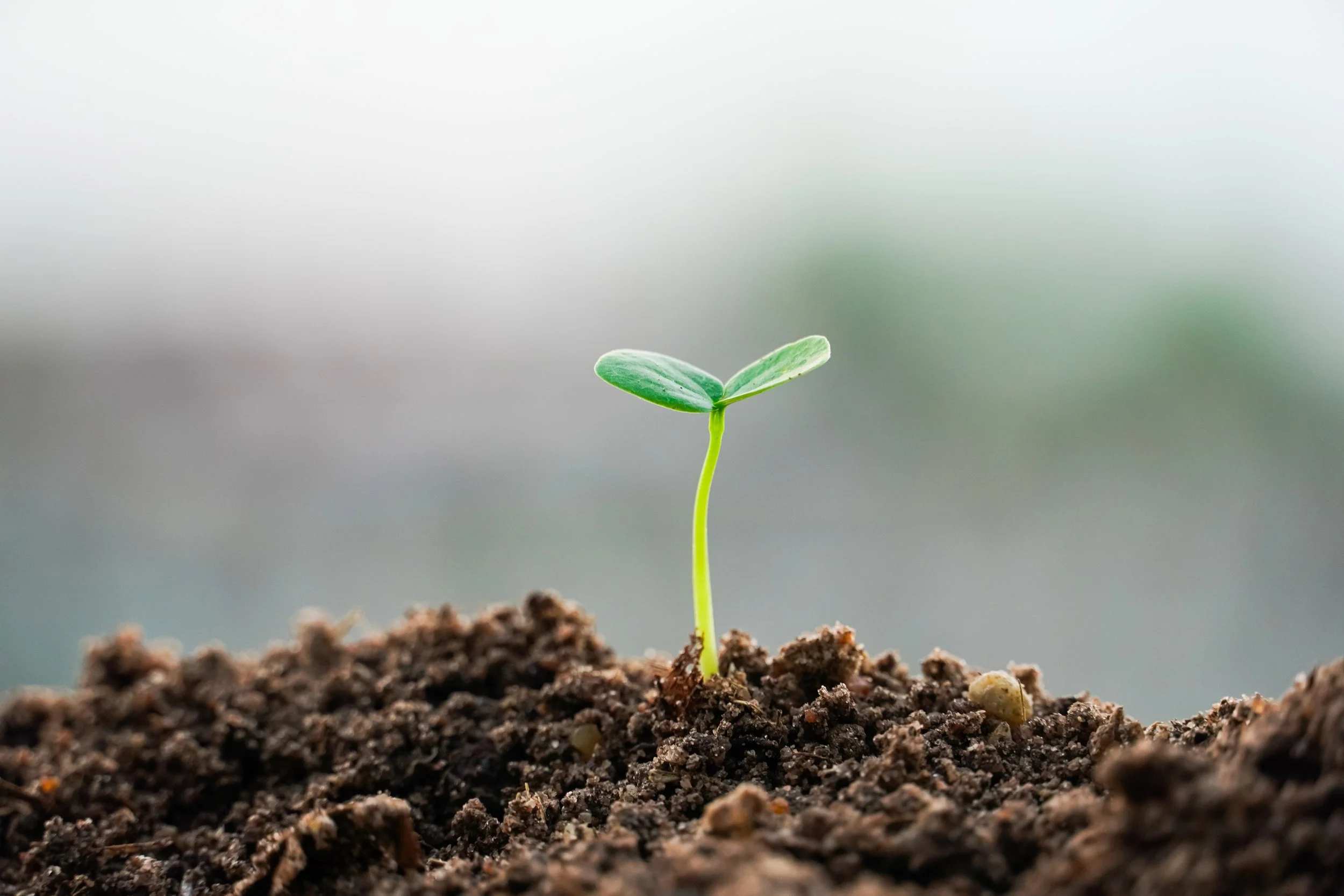 Fruitful Soil: The value of planned giving