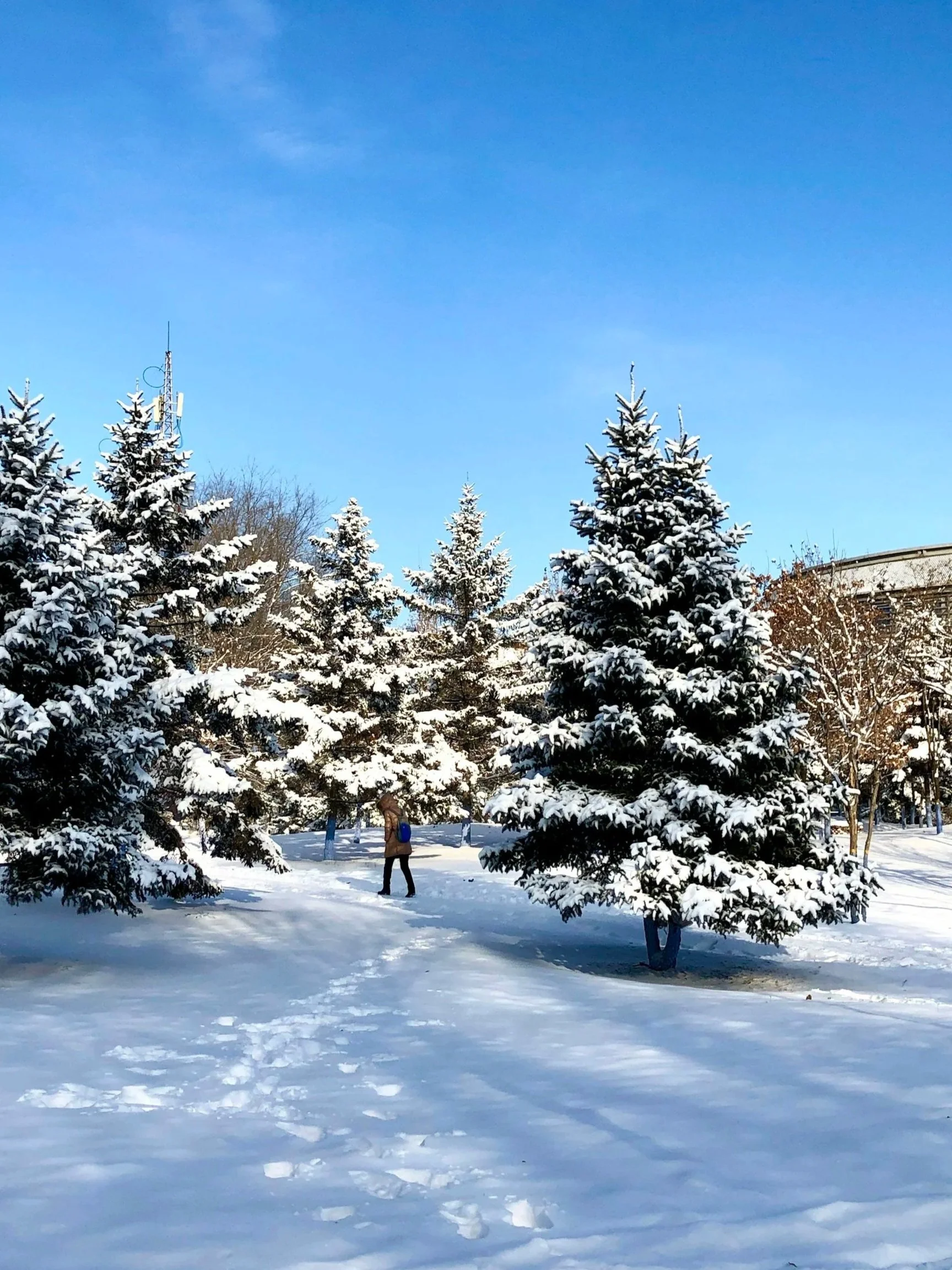 fir trees covered in snow with blue sky behind