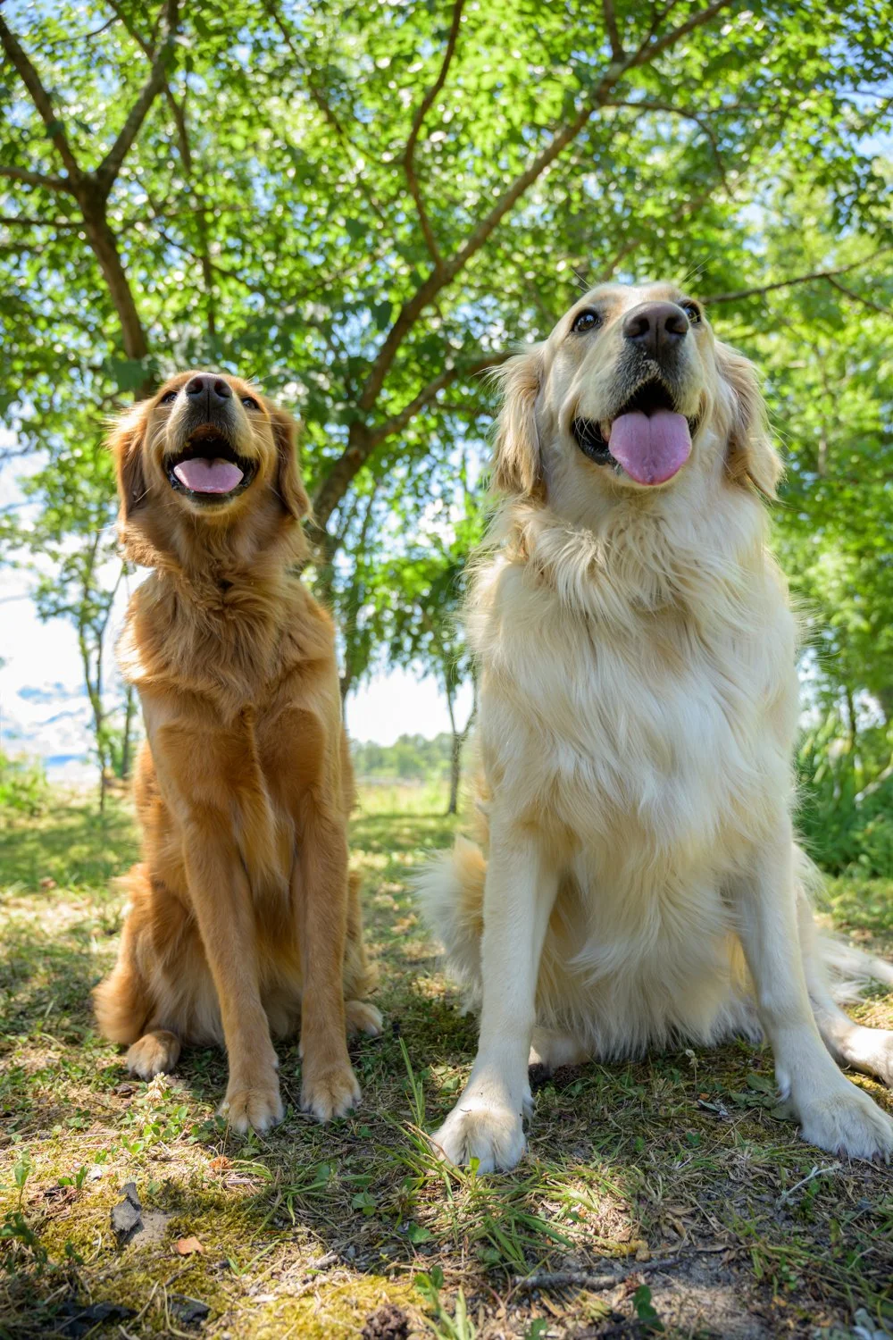 Doggy_PhotoDay-89.jpg