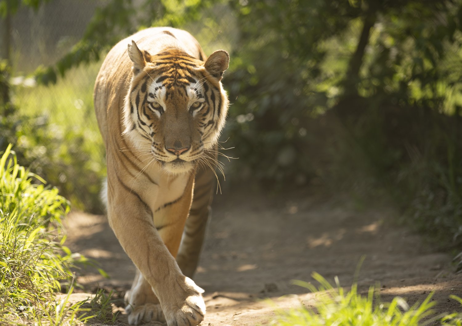 Big Cat Vet Procedures