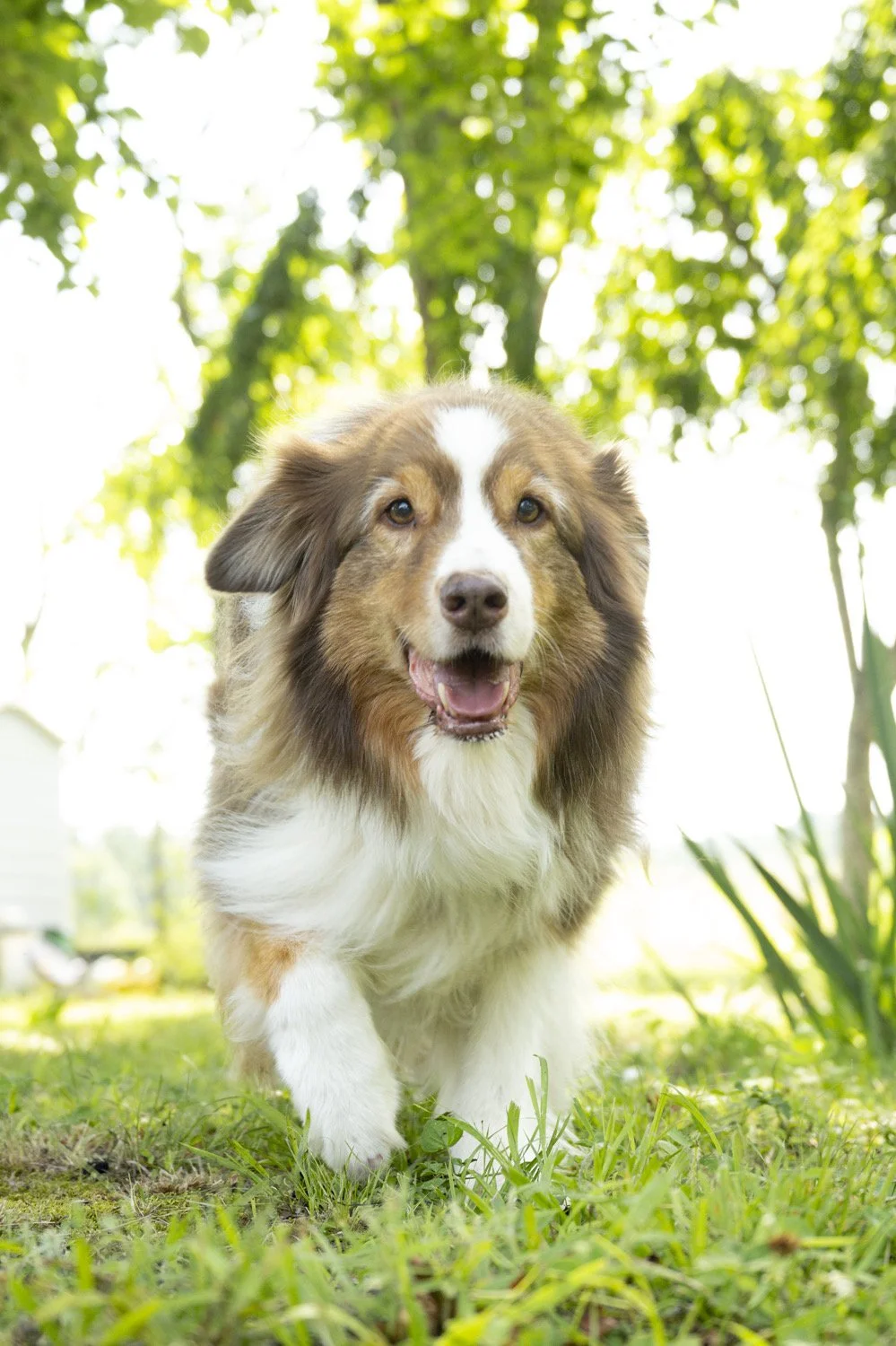 Dog Days of Summer
