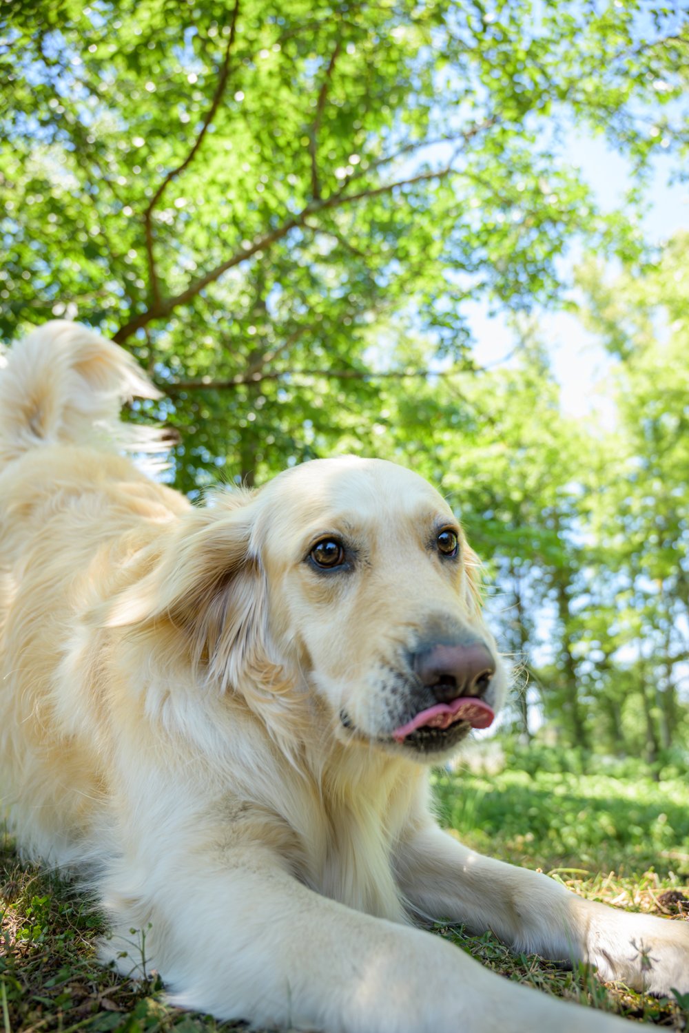 Doggy_PhotoDay-64.jpg