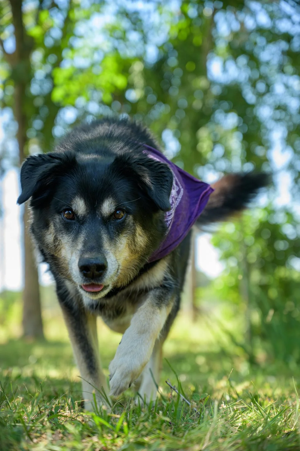 Doggy_PhotoDay-28.jpg