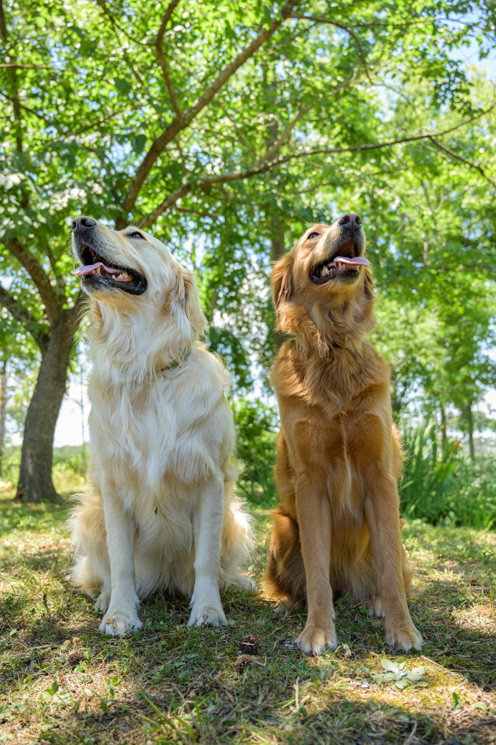 Doggy_PhotoDay-85.jpg
