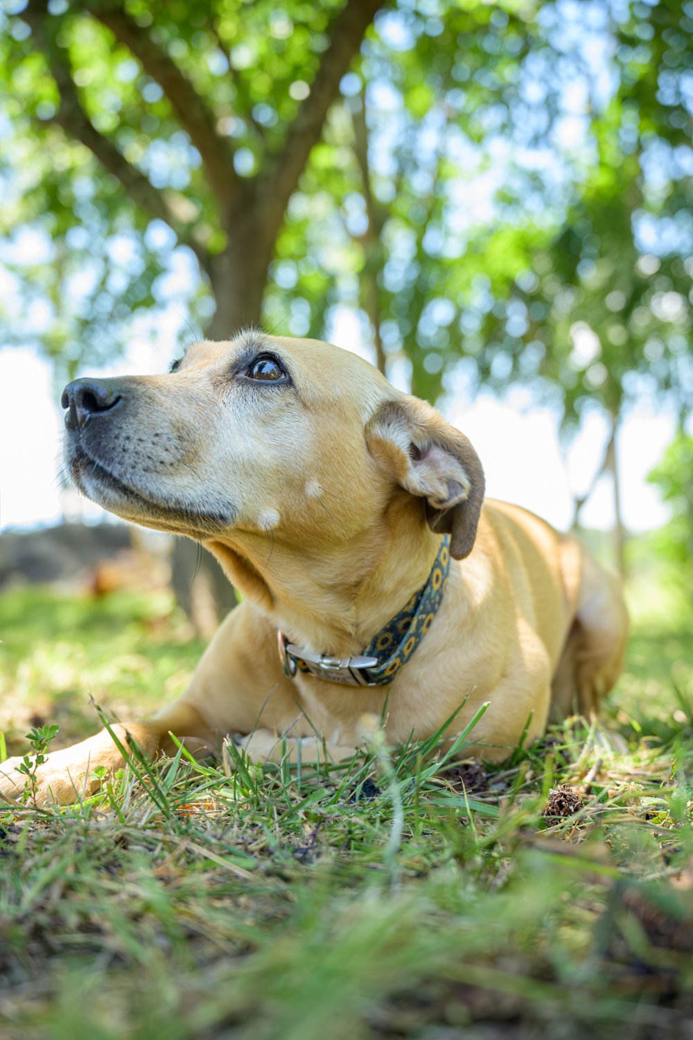Doggy_PhotoDay-38.jpg