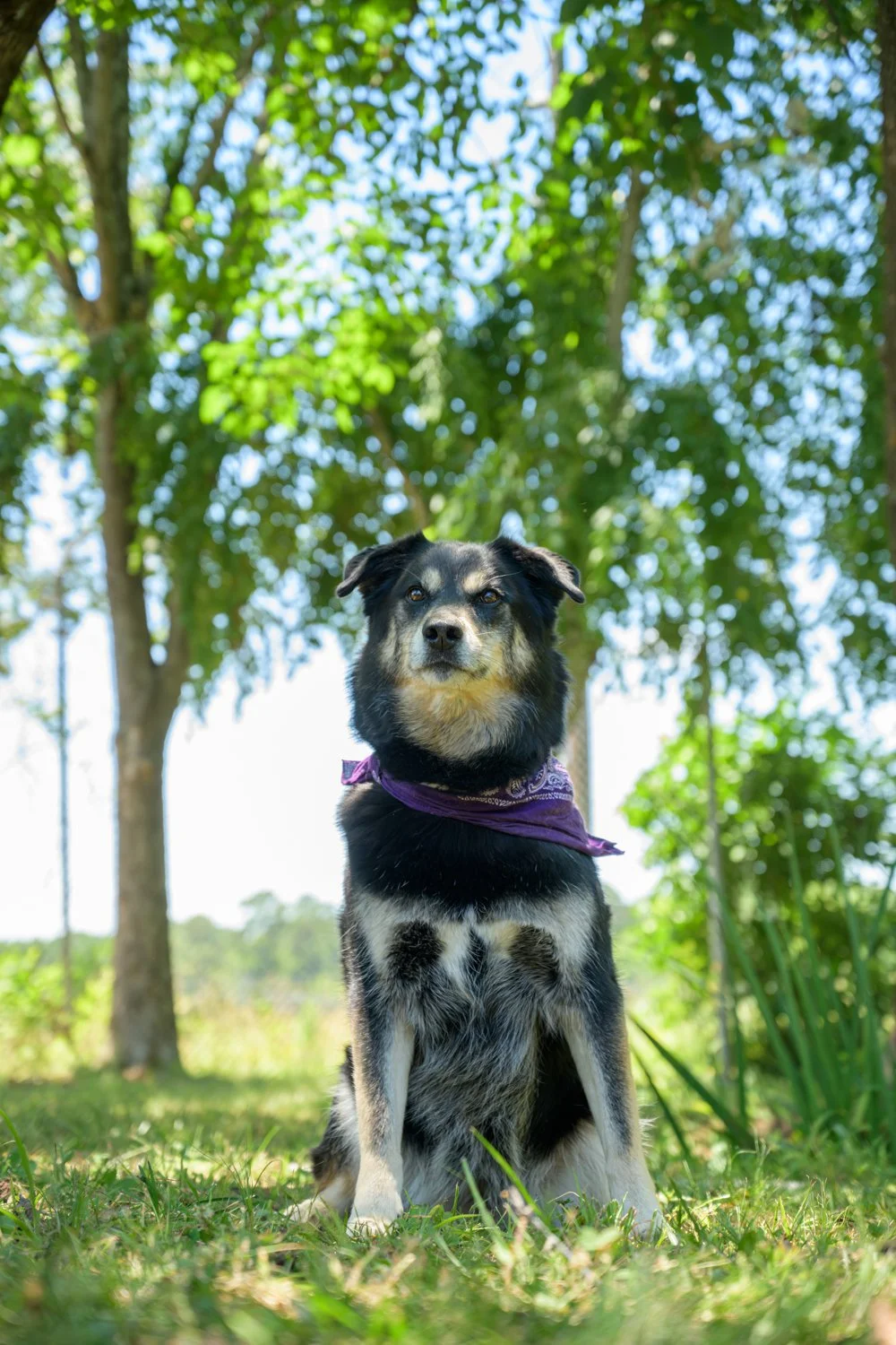 Doggy_PhotoDay-25.jpg