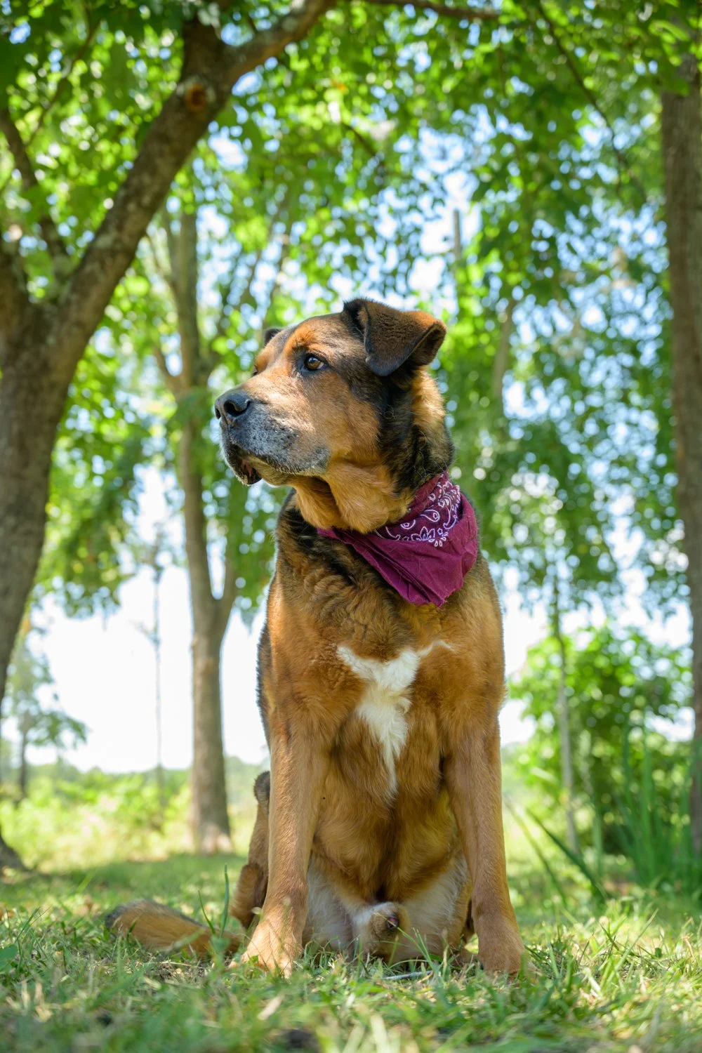 Doggy_PhotoDay-31.jpg
