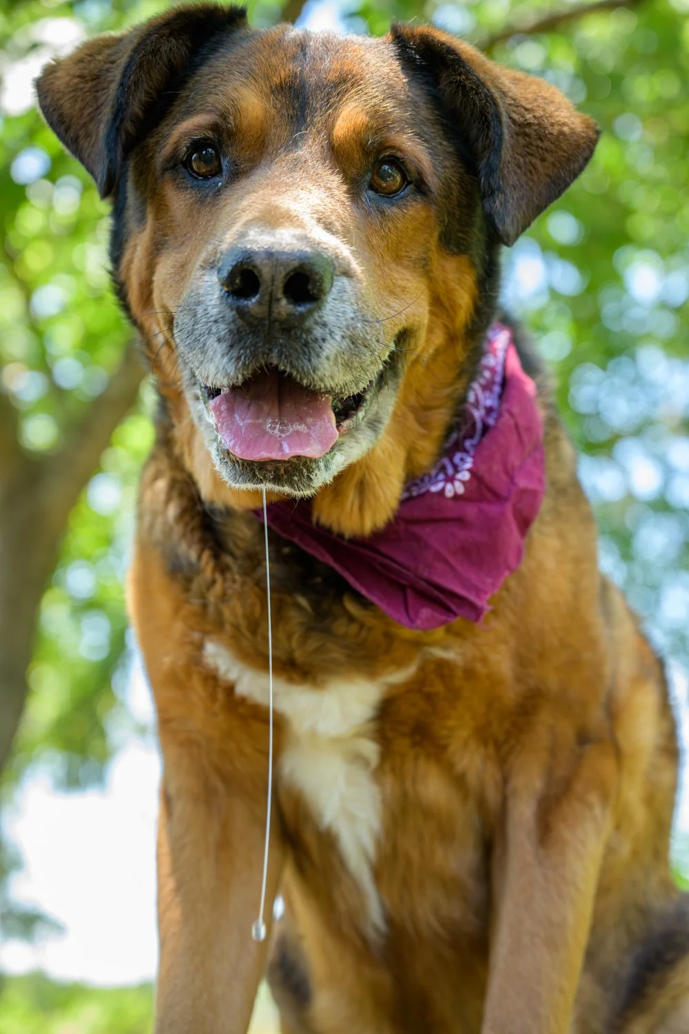 Doggy_PhotoDay-33.jpg