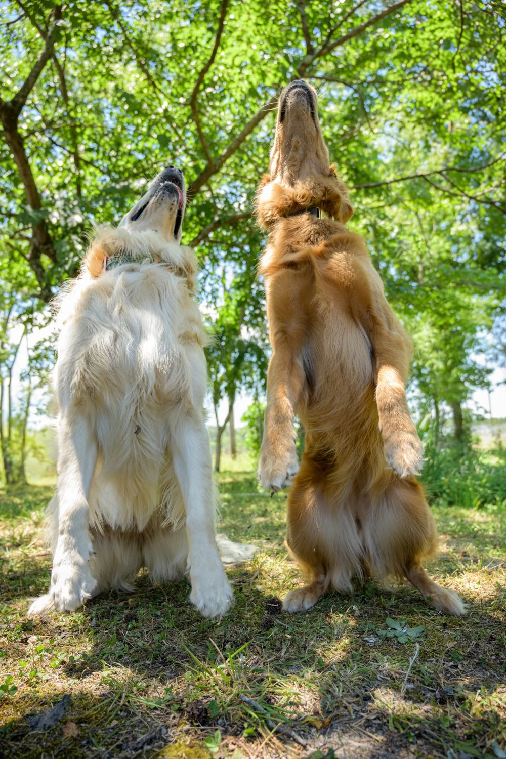 Doggy_PhotoDay-88.jpg
