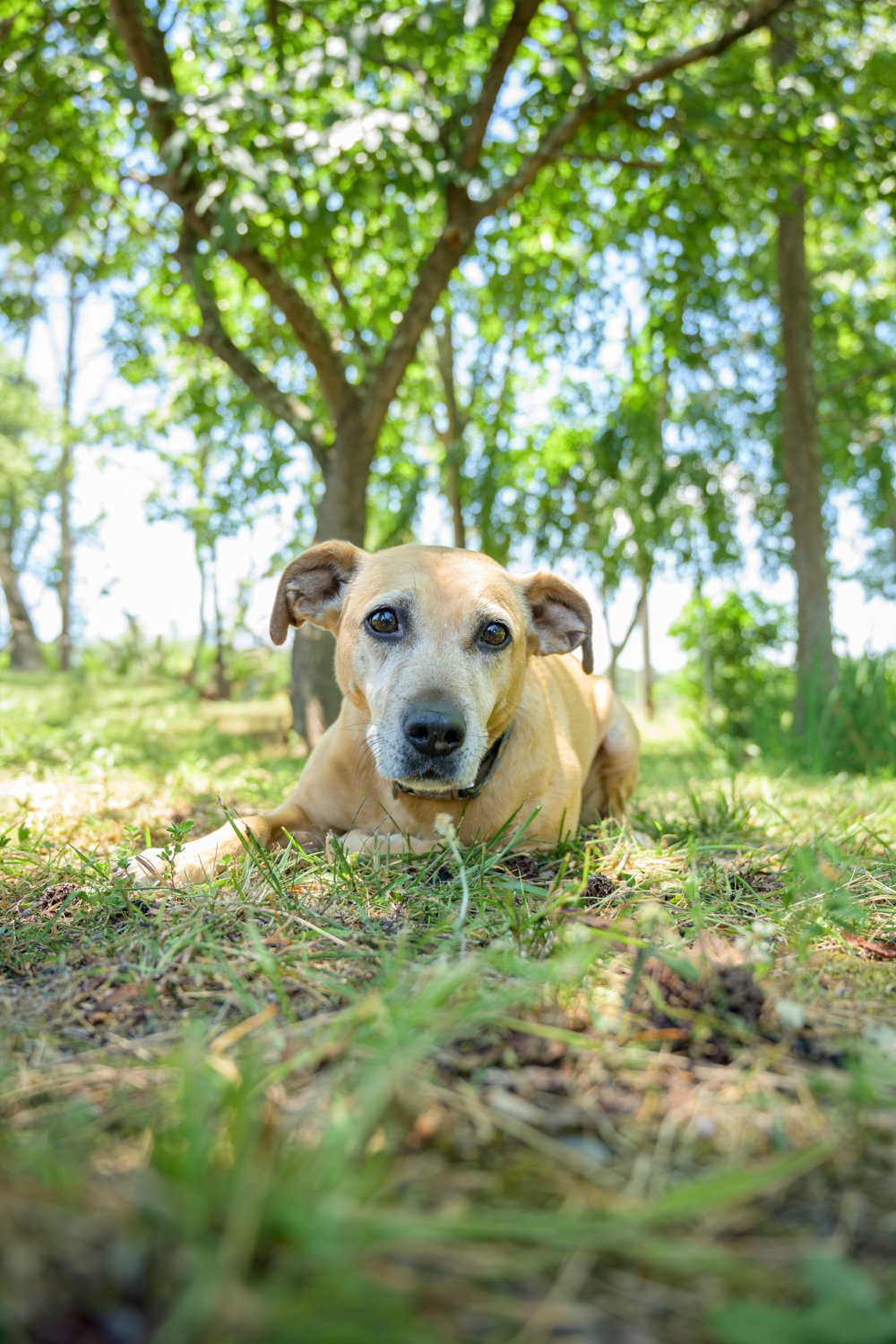 Doggy_PhotoDay-37.jpg