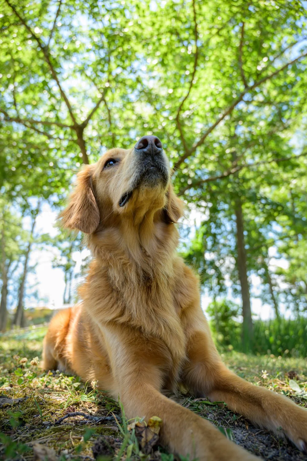 Doggy_PhotoDay-73.jpg