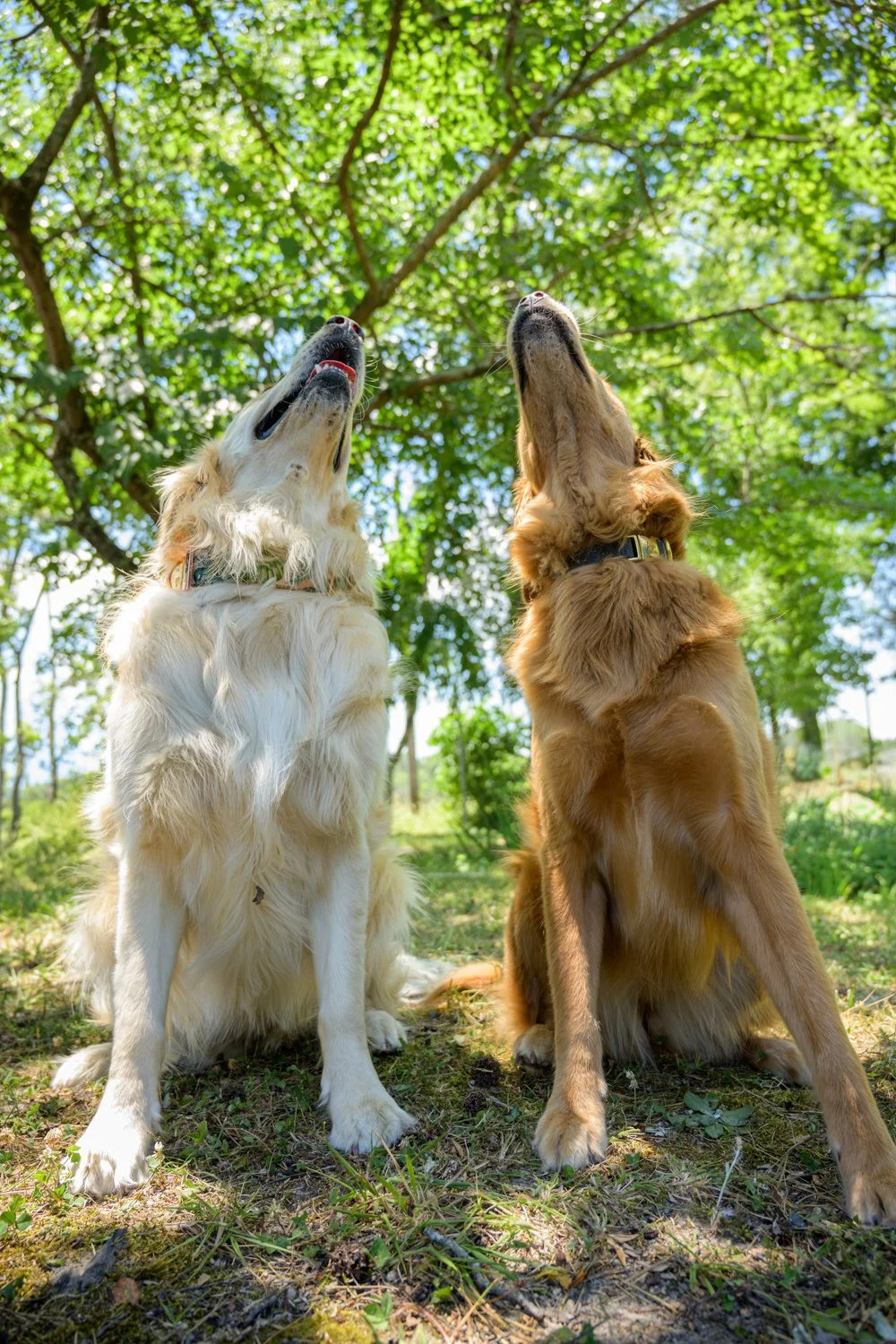 Doggy_PhotoDay-87.jpg