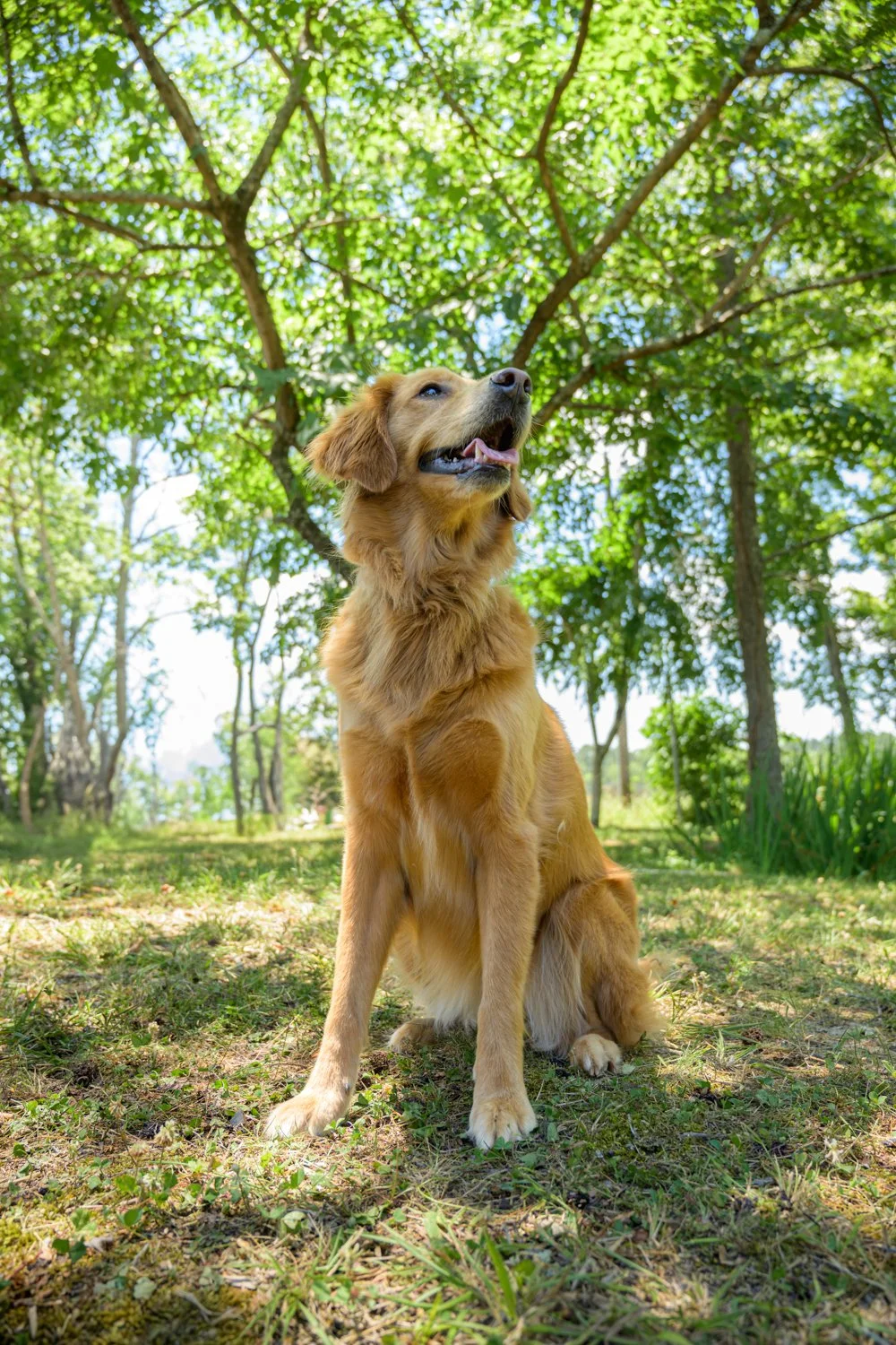 Doggy_PhotoDay-72.jpg