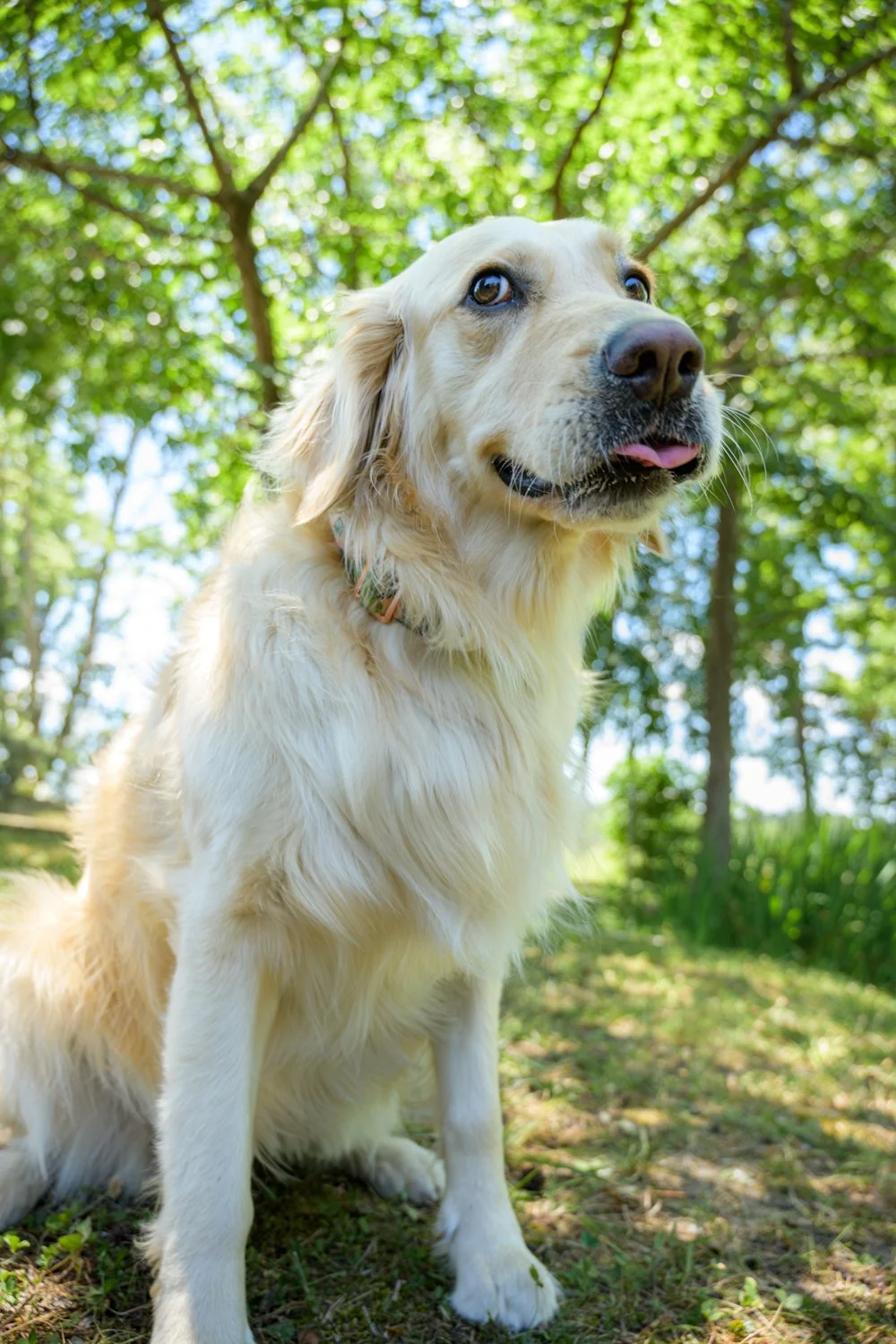 Doggy_PhotoDay-68.jpg
