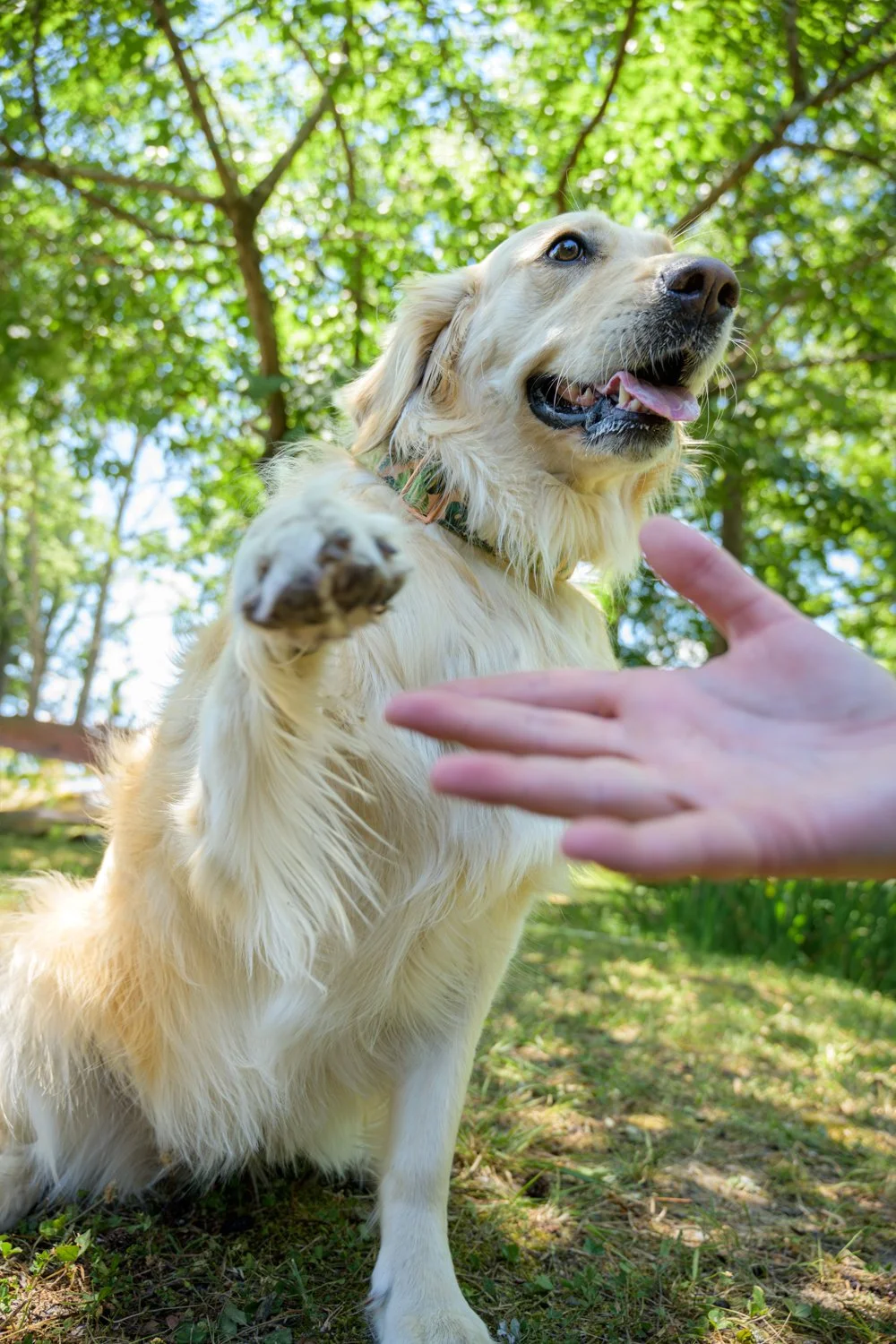 Doggy_PhotoDay-69.jpg