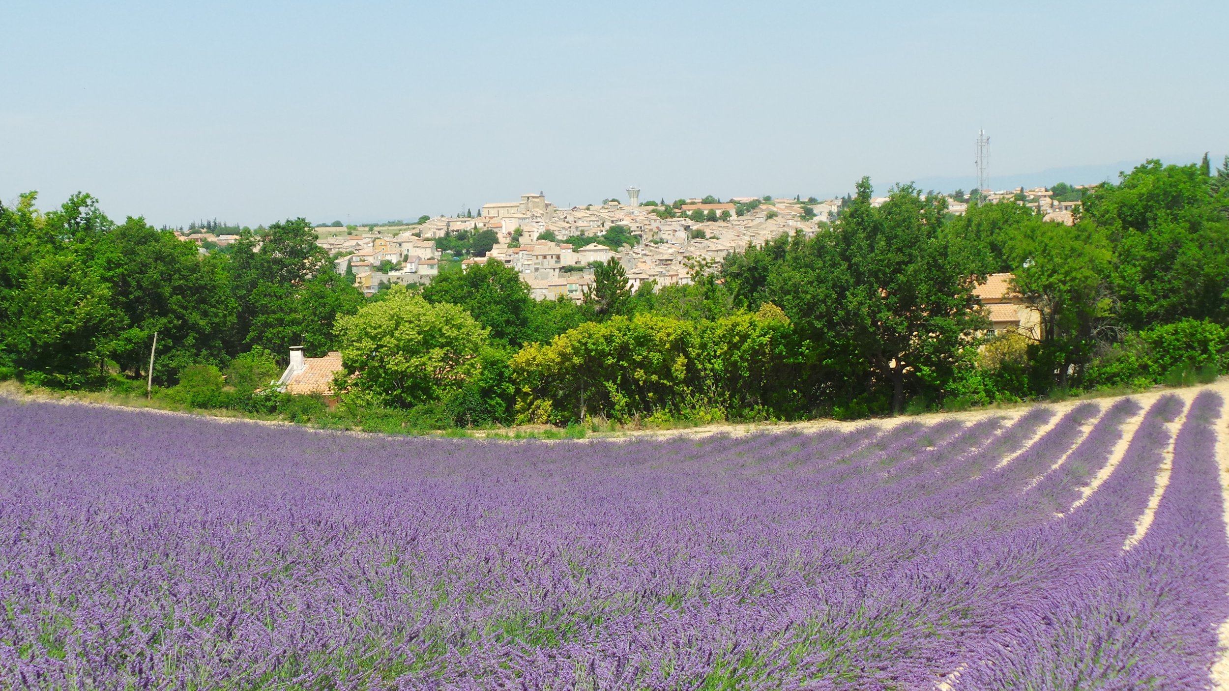 Éveillez vos sens au cœur de l'or bleu : le temps des lavandes sur le Plateau de Valensole