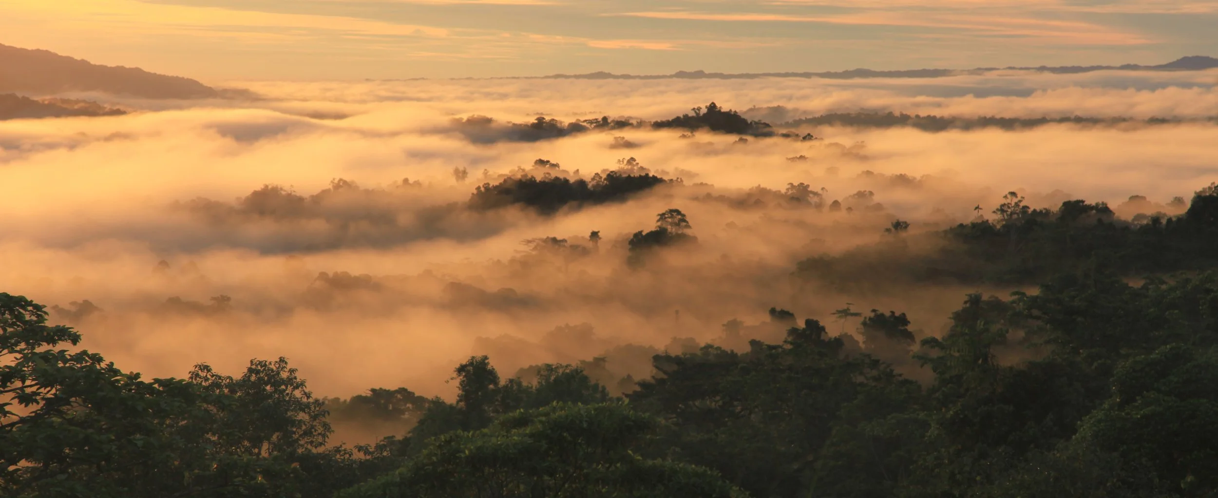 Sunrise over a dense, foggy tropical rainforest with rolling hills and a colorful sky.