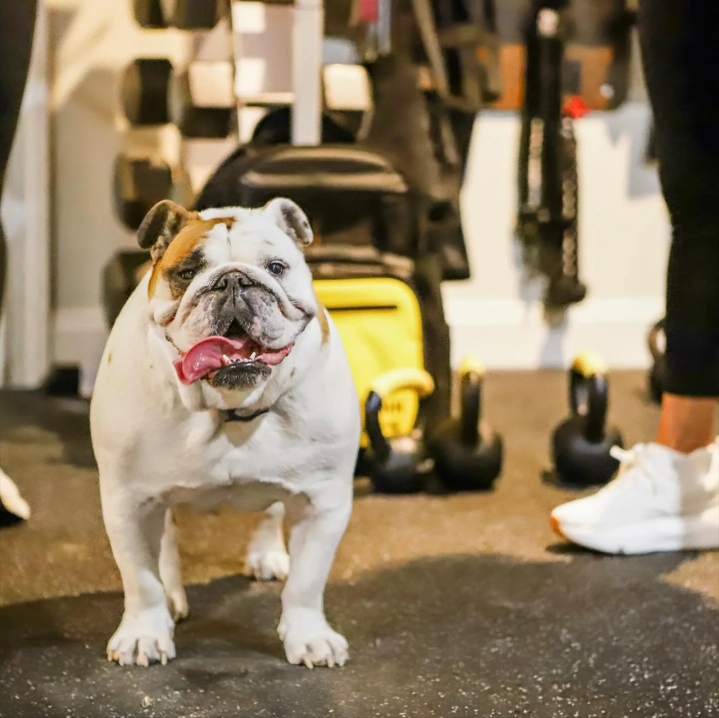 @drivewellness.fit 🐶🏃🏼&zwj;♂️