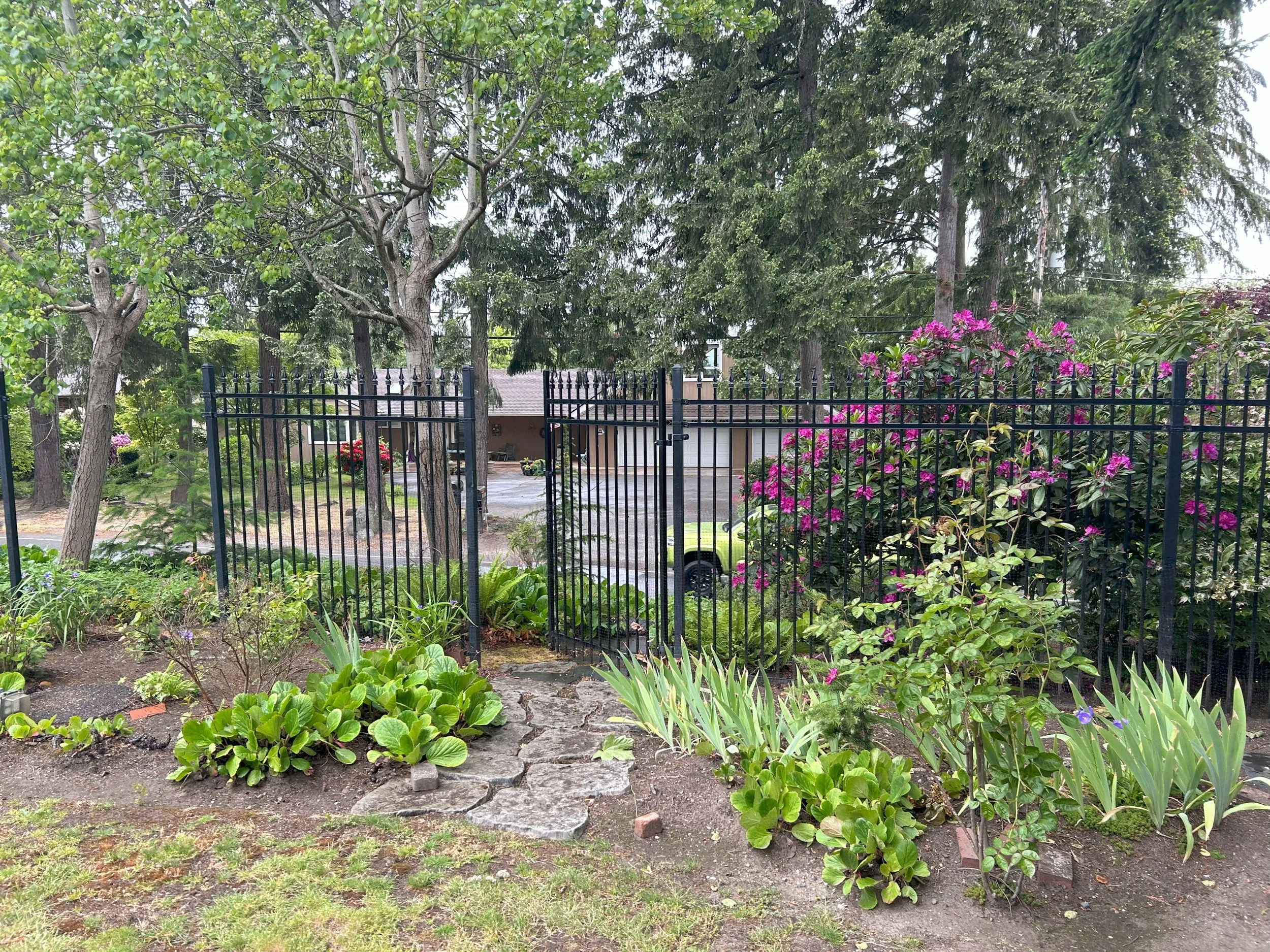 Garden with lush green plants, flowering bushes with pink blossoms, a stone pathway, and a black metal fence. Behind the fence, a driveway with trees and parked cars are visible.