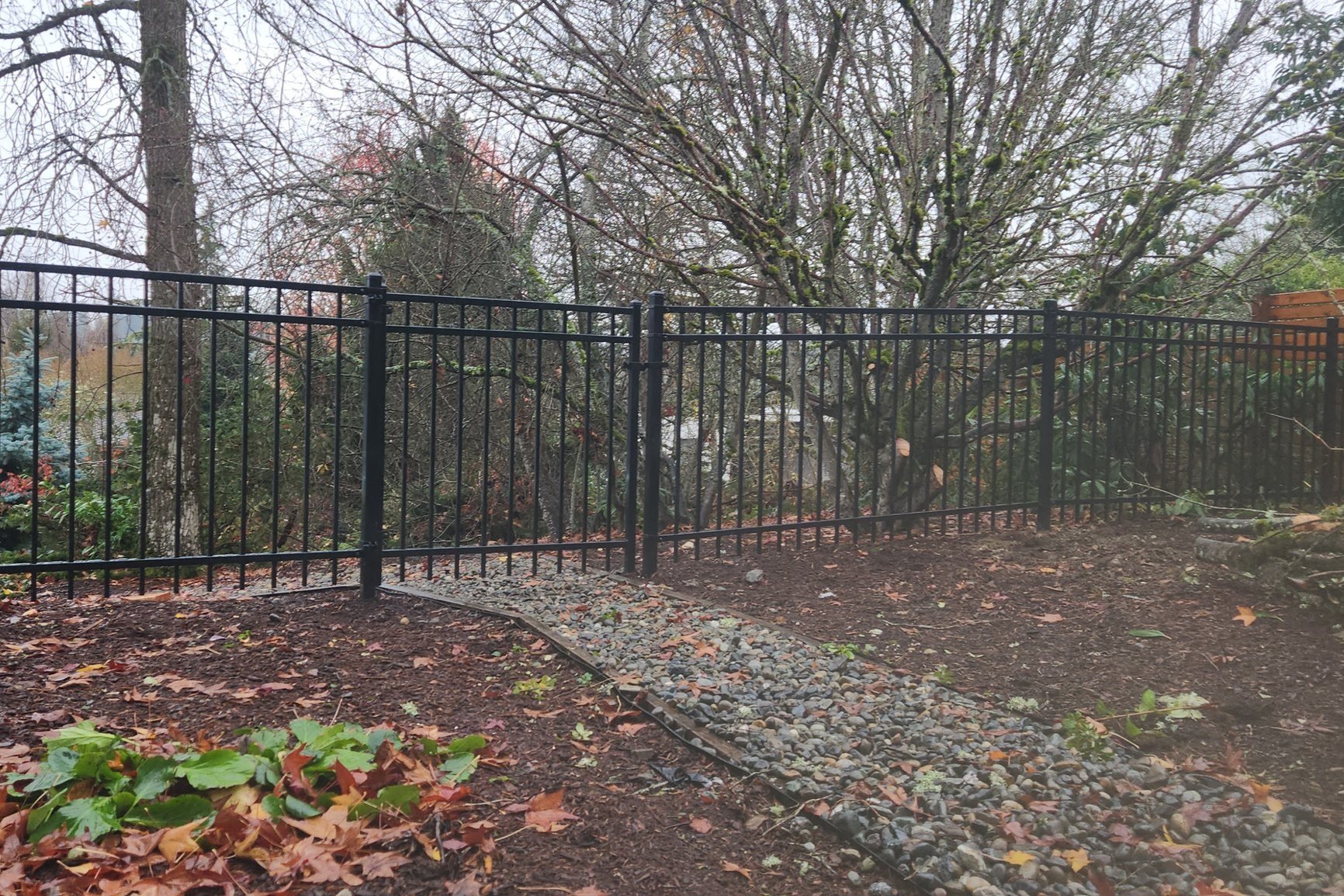 A black metal fence surrounds a backyard with leafless trees and a dirt ground with scattered fallen leaves and some greenery.