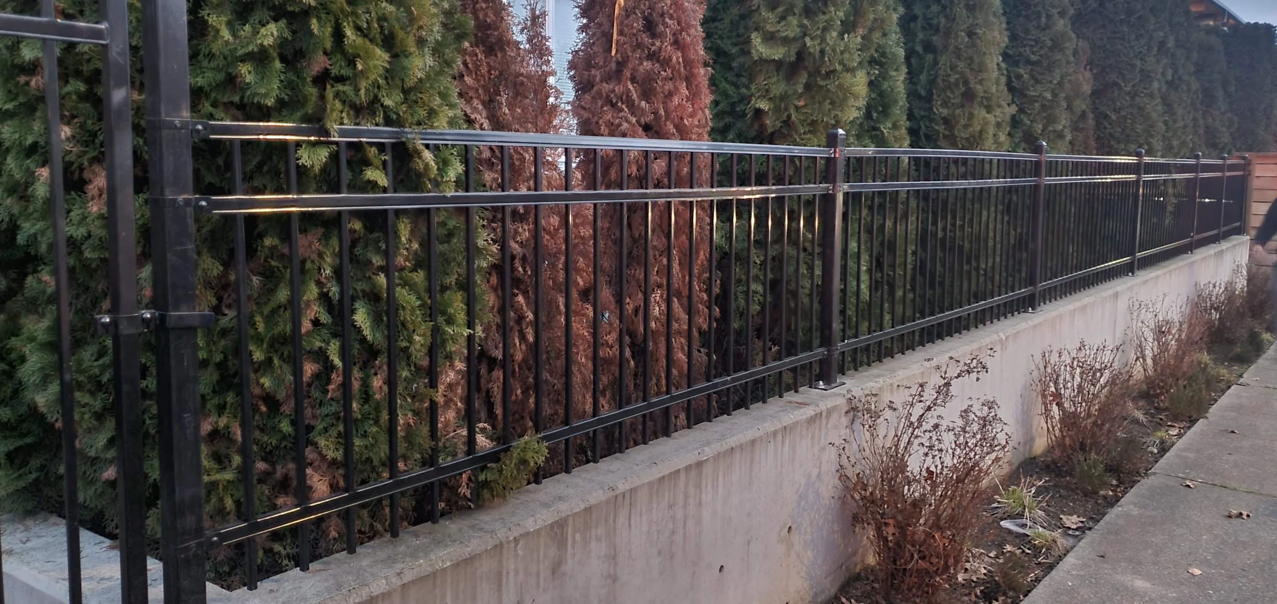 Black metal fence posts along a sidewalk, with evergreen trees and shrubs behind and in front of the fence.