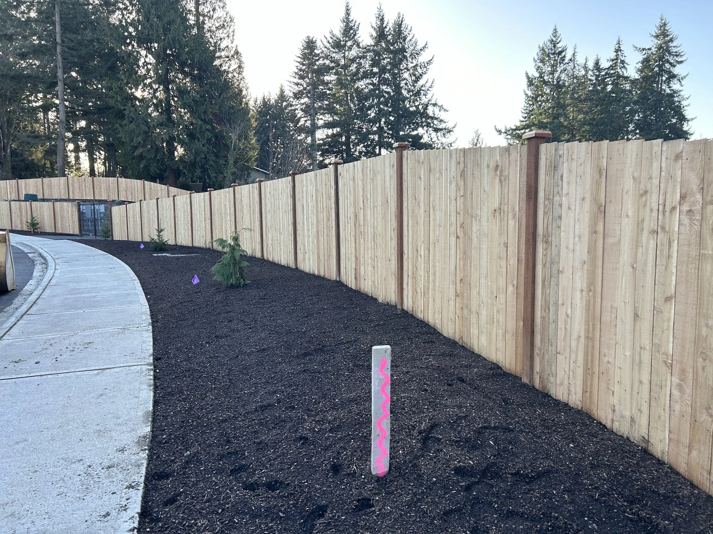 A newly installed wooden privacy fence along a curved sidewalk with small trees planted in the soil bed beside it. Forested area with tall pine trees is visible in the background.