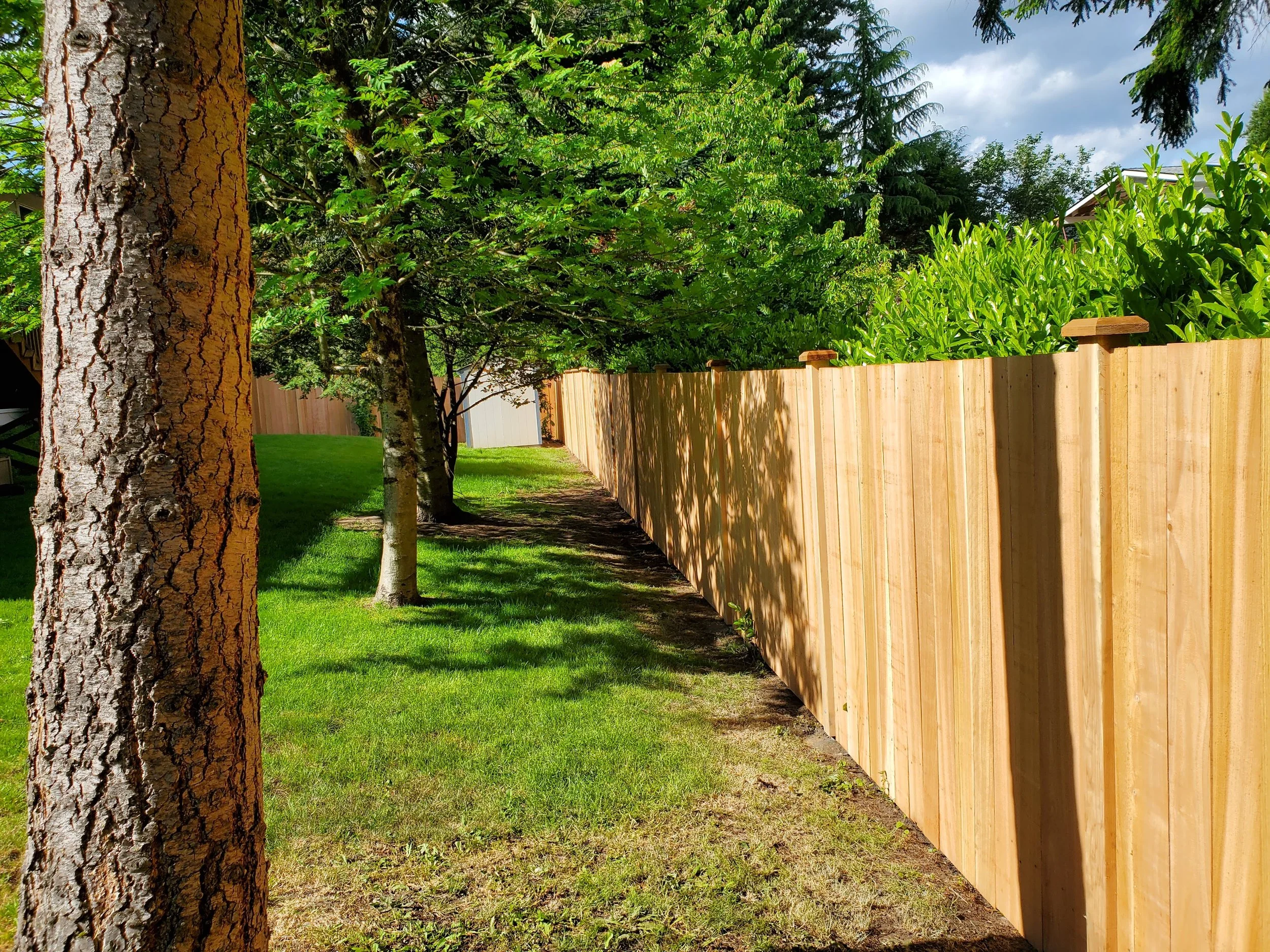 A backyard with a green lawn, trees on the left side, and a wooden fence on the right side, with sunlight casting shadows.