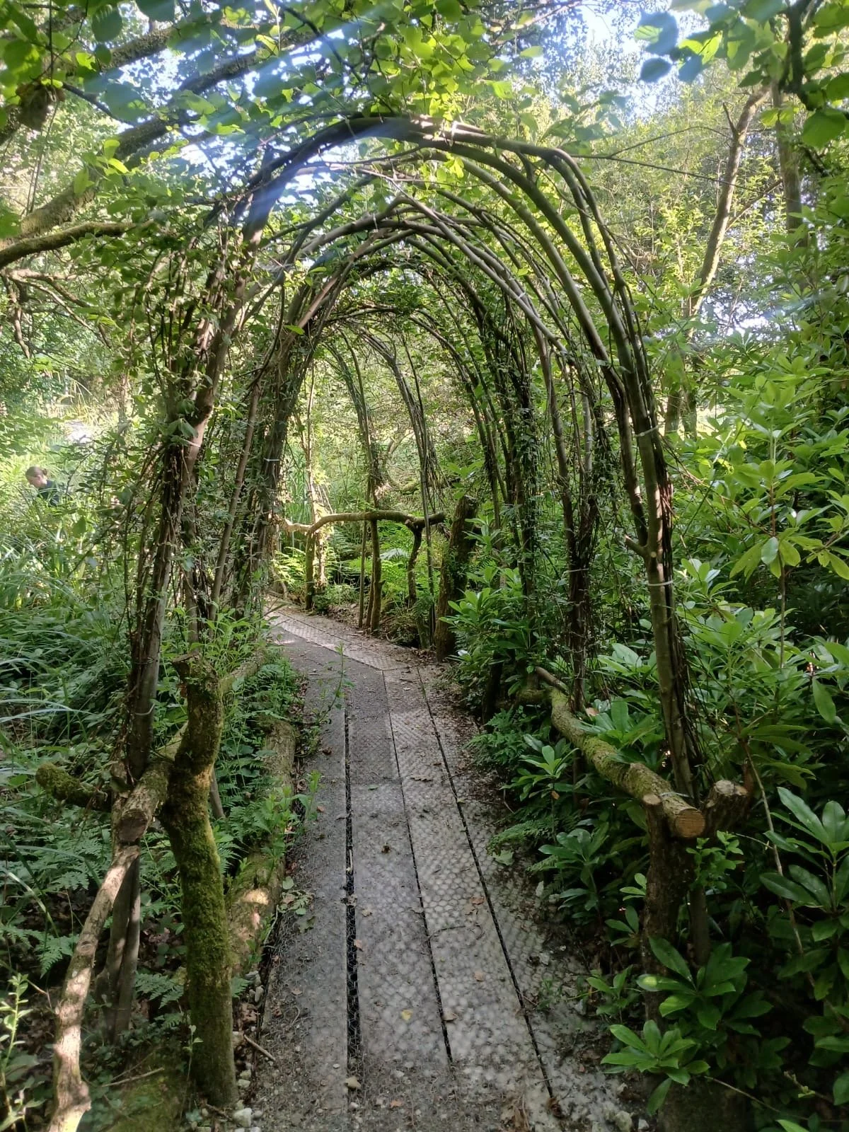 A narrow trail through a dense green forest with a woven vine arch overhead.