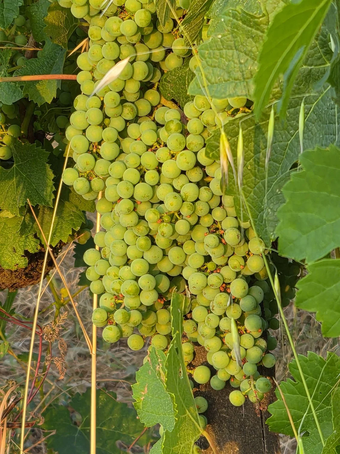 la-maison-plain-point-bordeaux-vineyard-estate-08.jpg