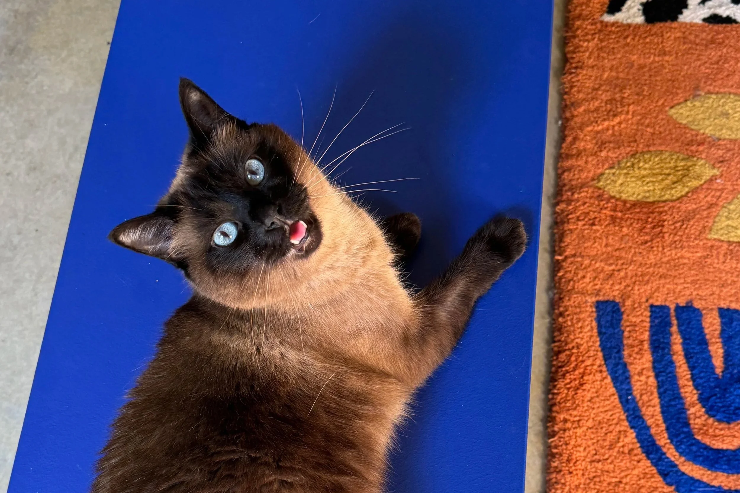 Entretenir son tapis : tâches, pipis d’animaux…