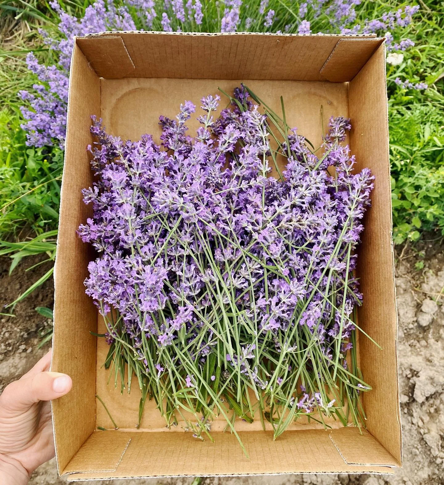 homestead lavendar.jpg