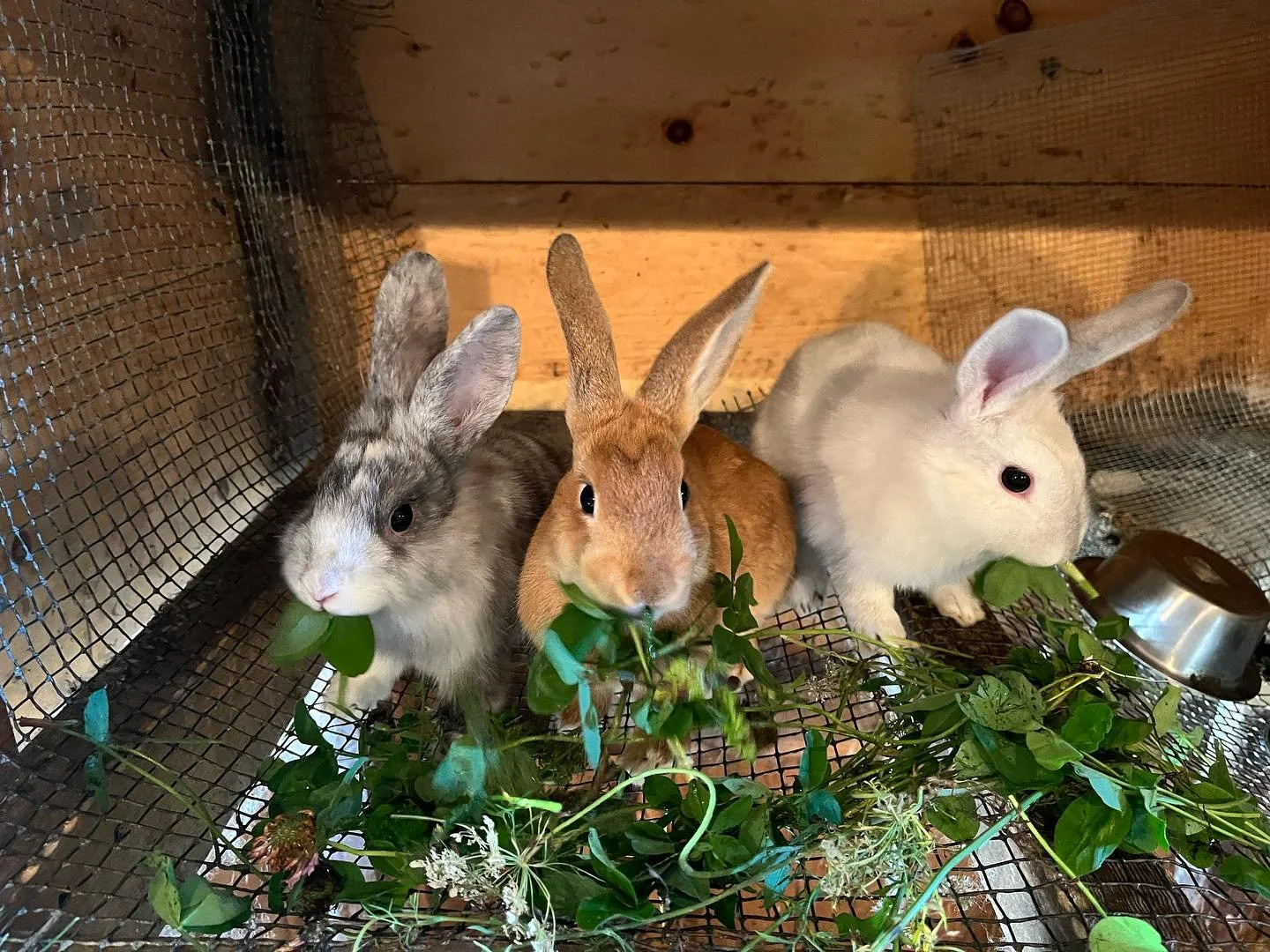 homestead bunnies.jpg