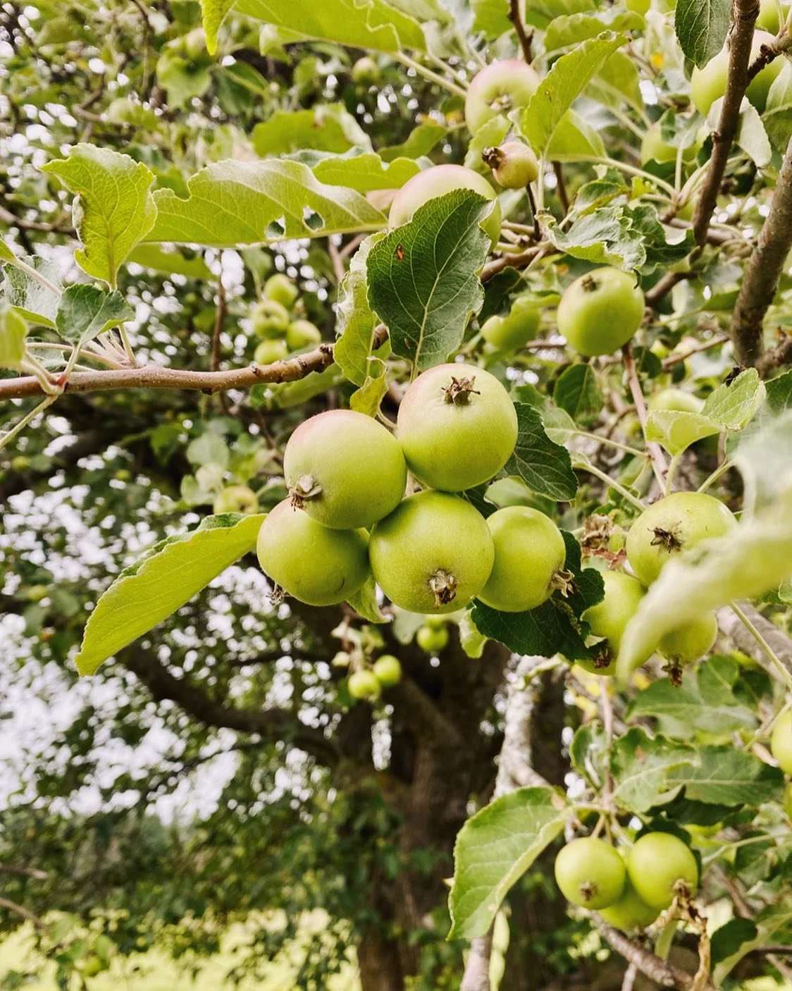 homestead fruit trees.jpg