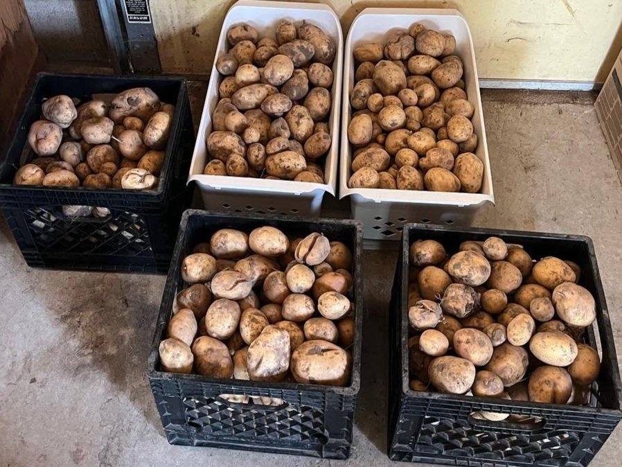 homestead potatoes.jpg