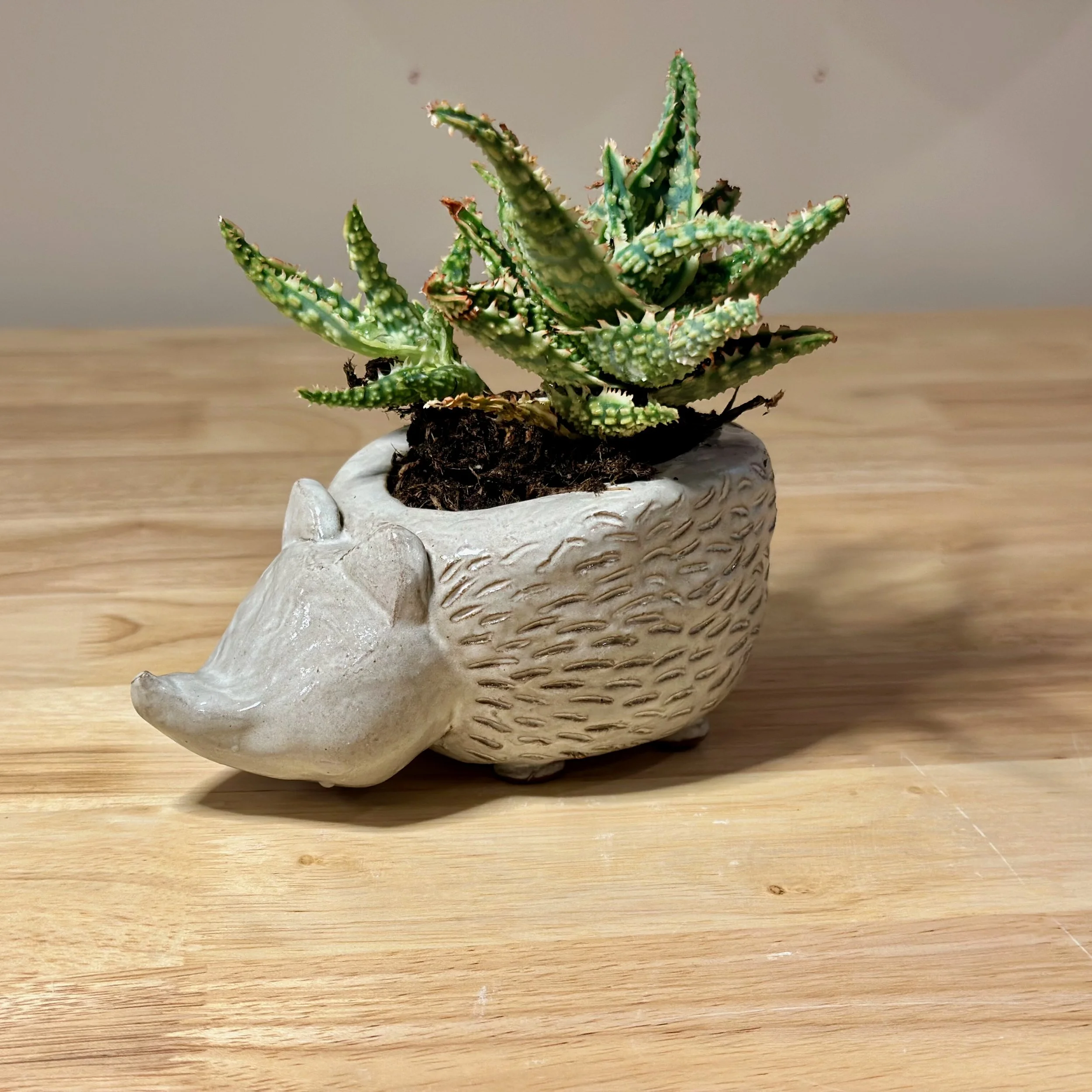 Hedgehog Succulent Planter