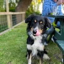 dog.jpg