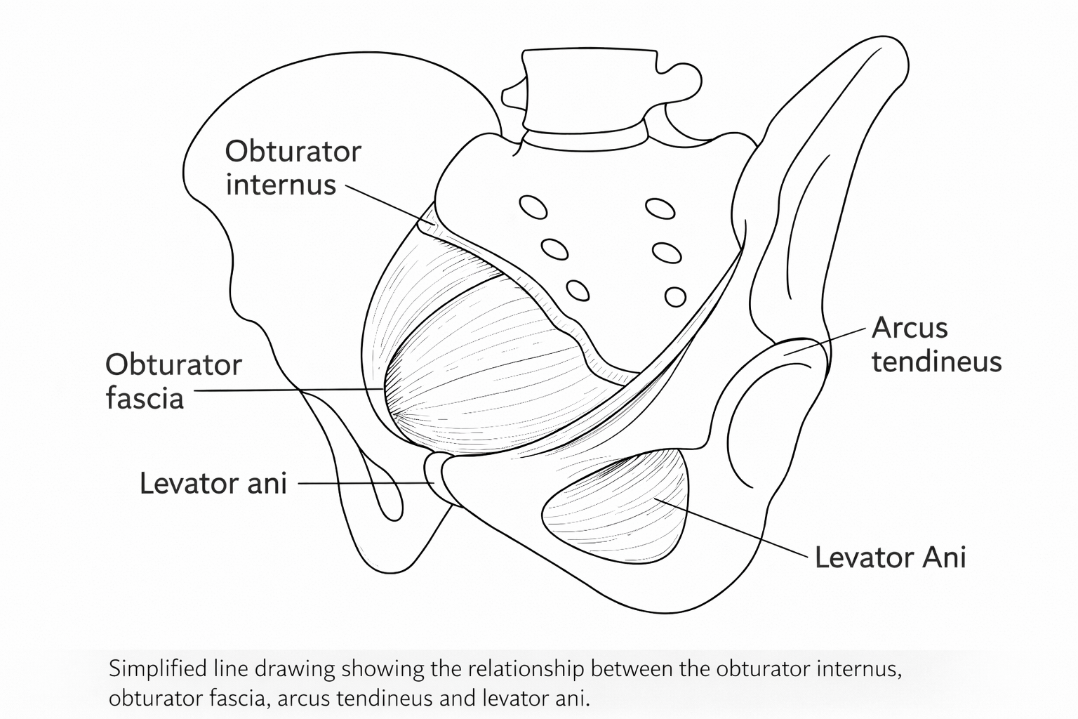 Black-and-white line drawing of a hemipelvis showing the obturator internus, obturator fascia, arcus tendineus and levator ani to illustrate the connection between the pelvic side wall and pelvic floor.