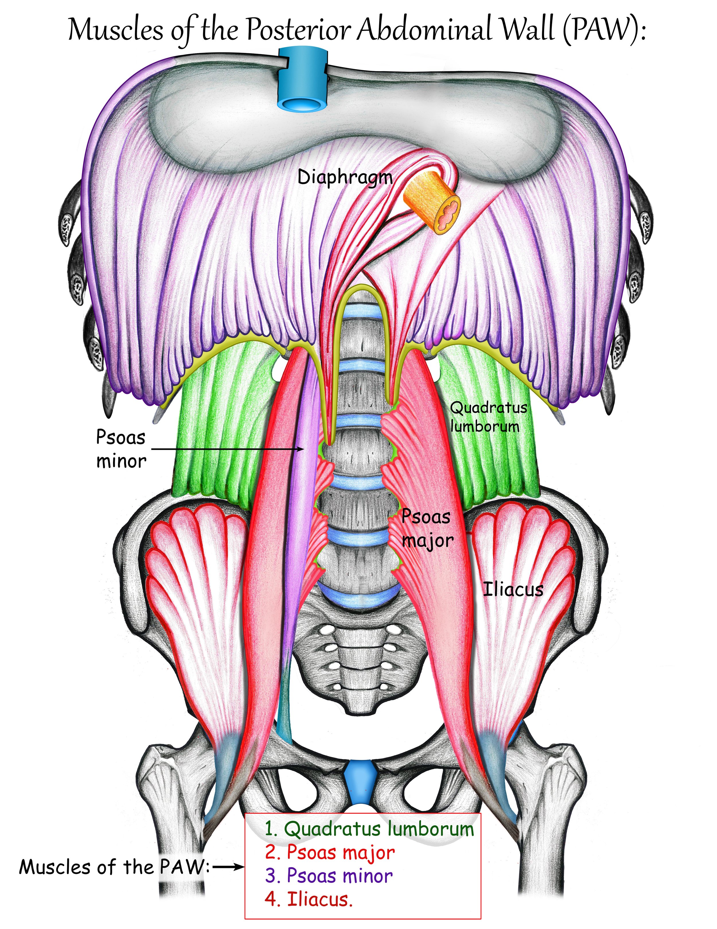 colourful image of the muscles of the abdominal wall