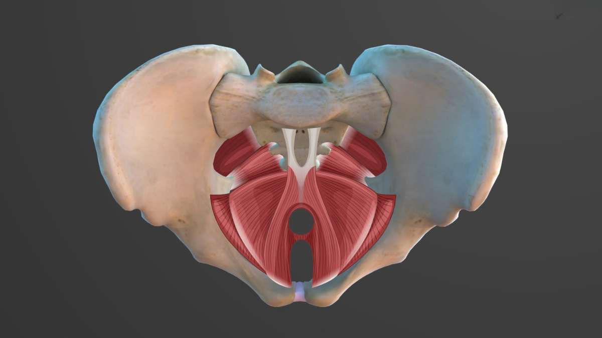 How to Tell if Your Pelvic Floor Is Tight or Weak