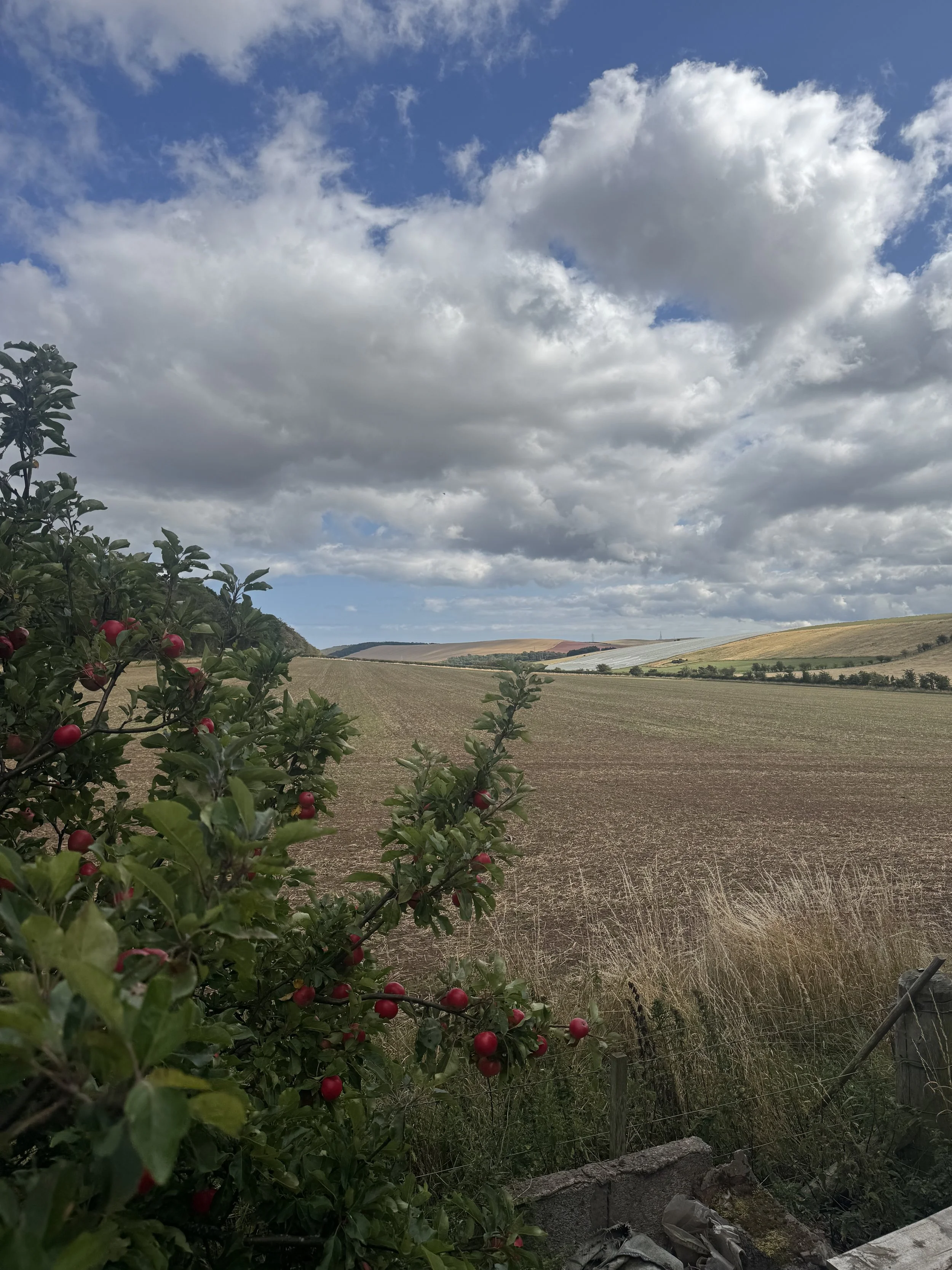 IMG_2205.jpeg