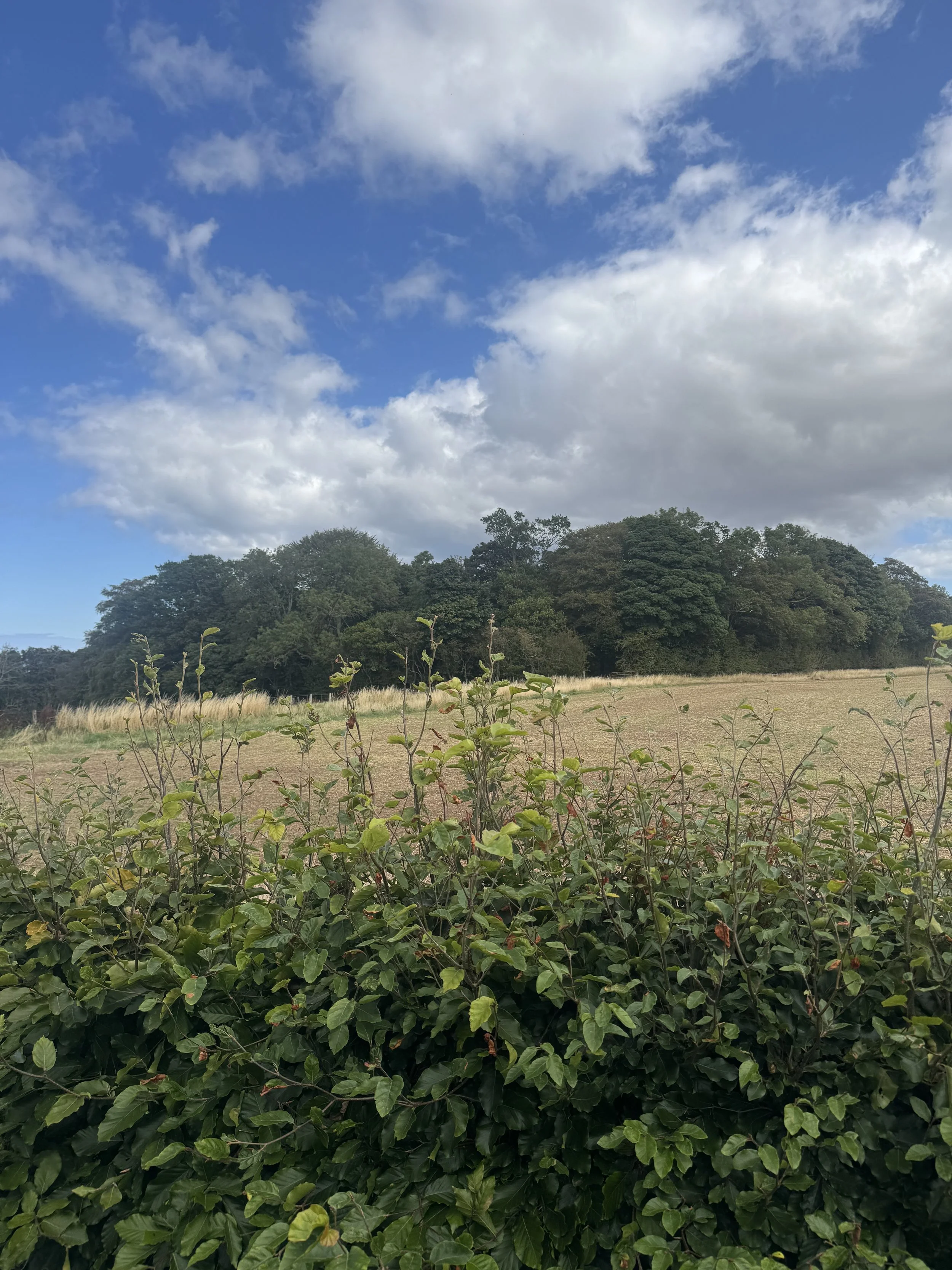 The view over the beech hedge to meiklerig woods