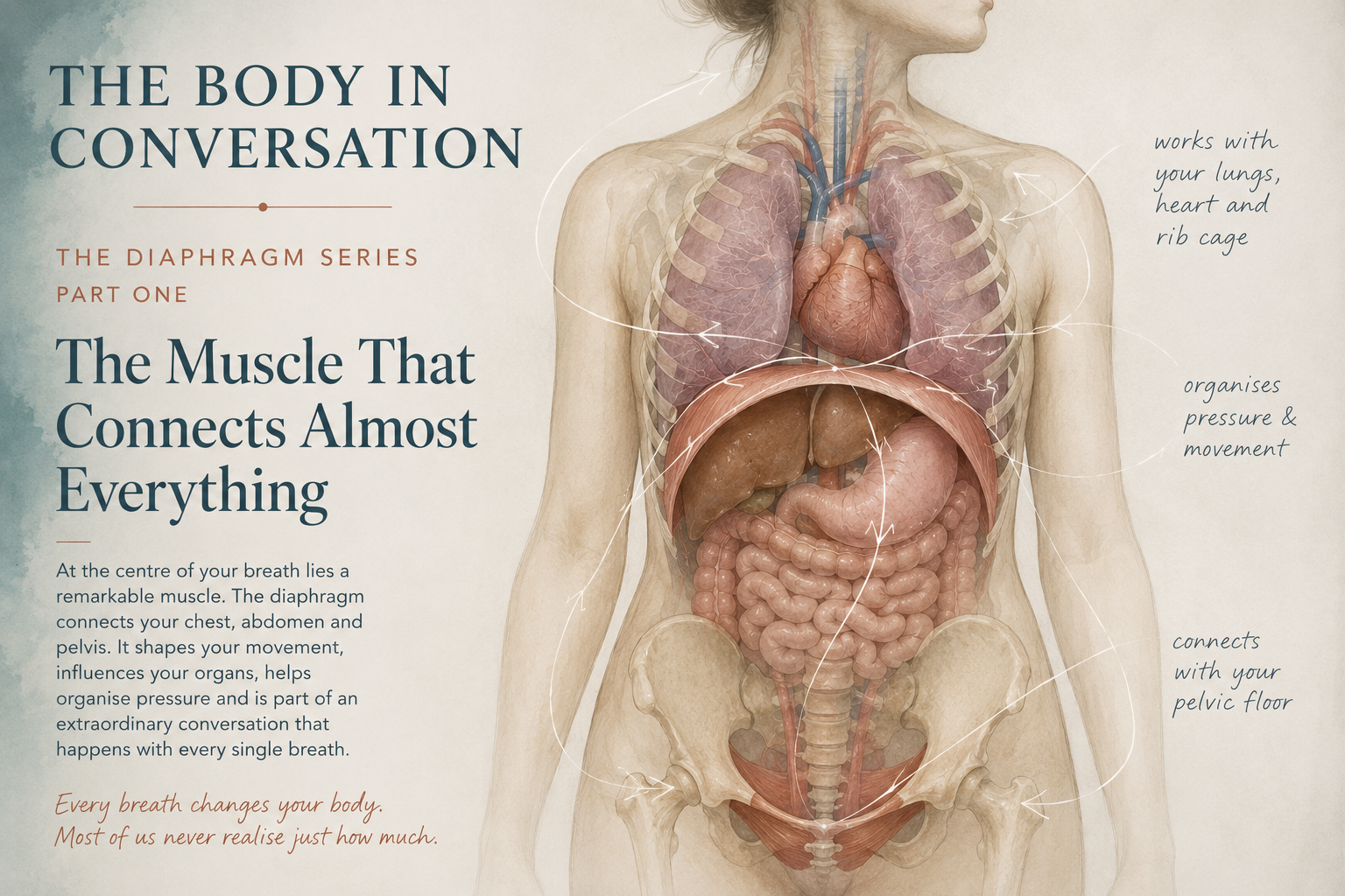 An image of the diaphragm we are peering into a womans torso cavity seeing the diaphragm from the anterior view looking at what is nestled above - thebheart and lungs and what is nestled below the abdominal contents and the those of the pelvis.