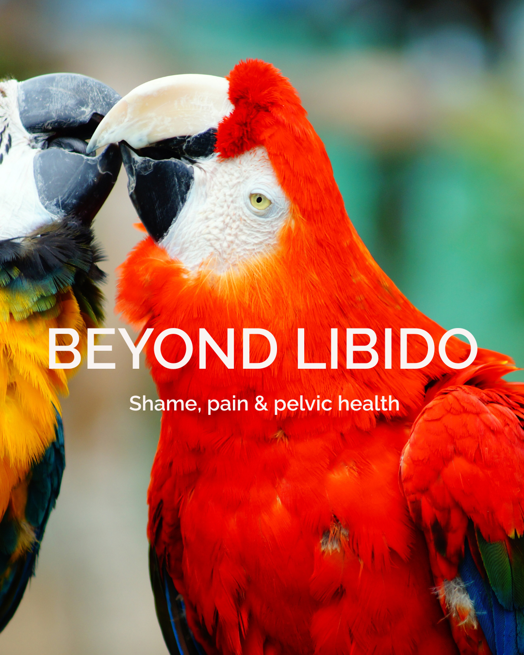 two parrots kissing with the words beyond libido -Shame, Pain & pelvic health in front of them