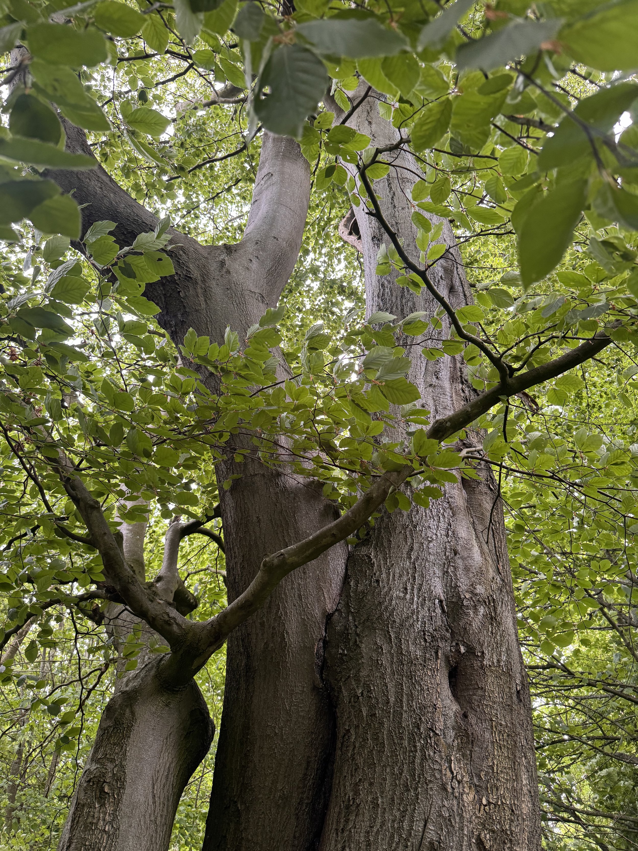 A tree in a wood with green leaves