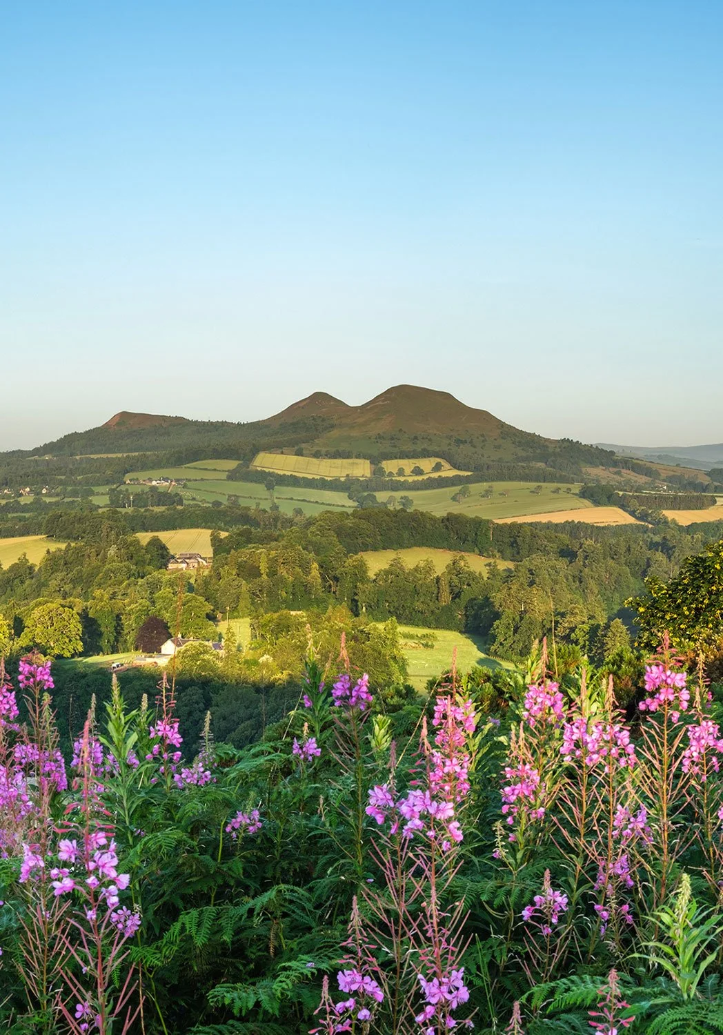 Scenic view of rolling green hills and mountains in the distance, with purple wildflowers in the foreground under a clear blue sky.