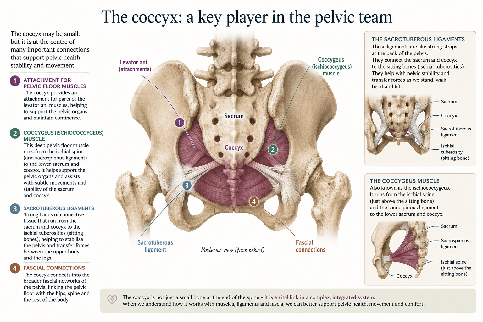 Image of the back of the pelvis with all it's connections to the wider pelvis
