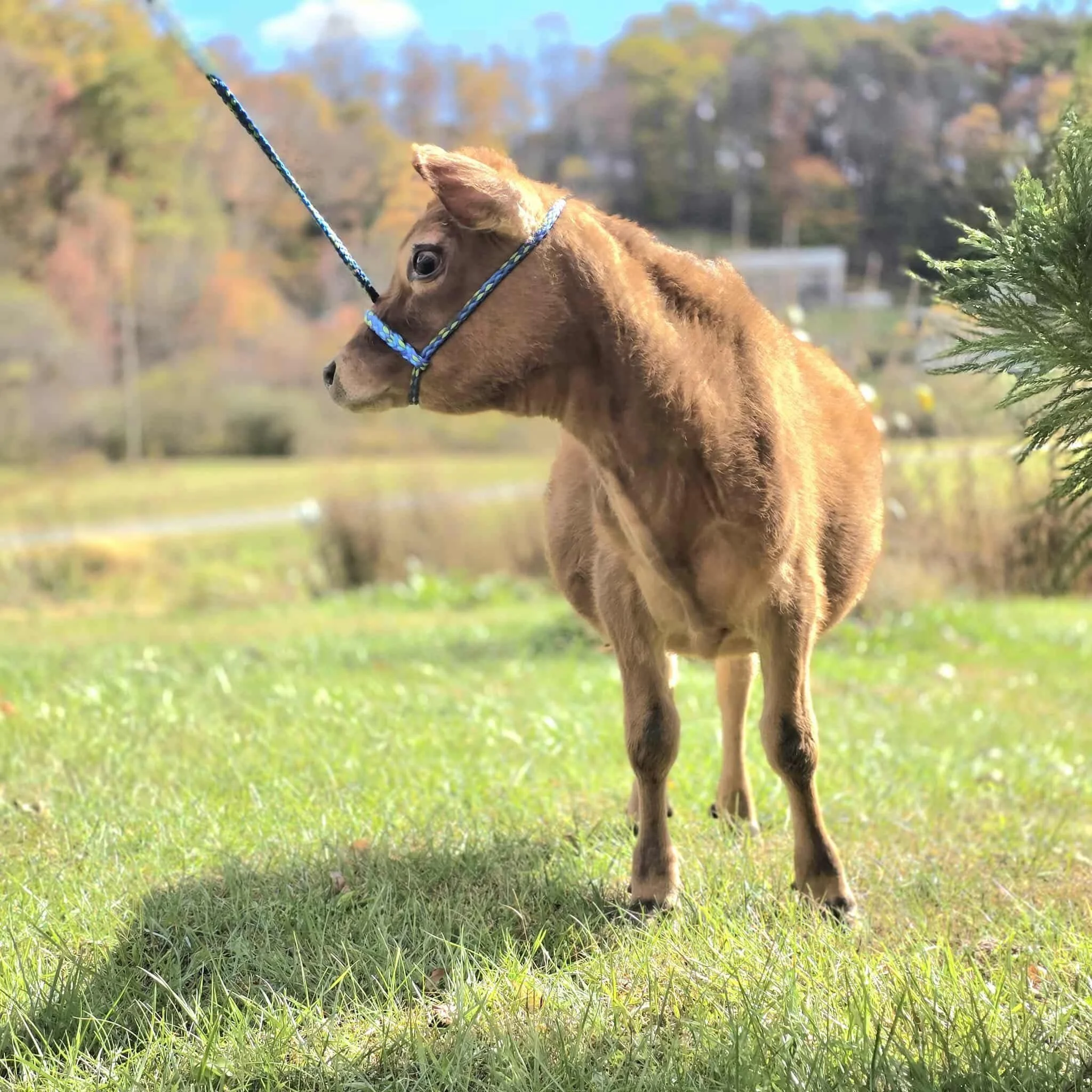 Homesteading: Home Again, Home Again