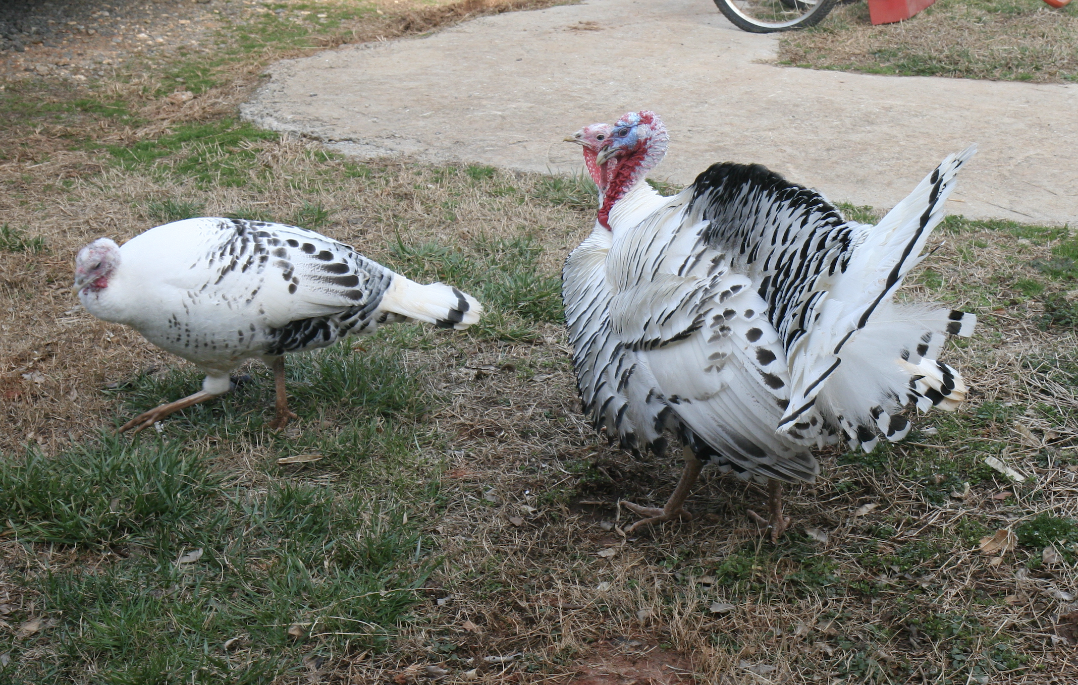 Screenshot 2024-12-18 at 2.20.11 PM.png